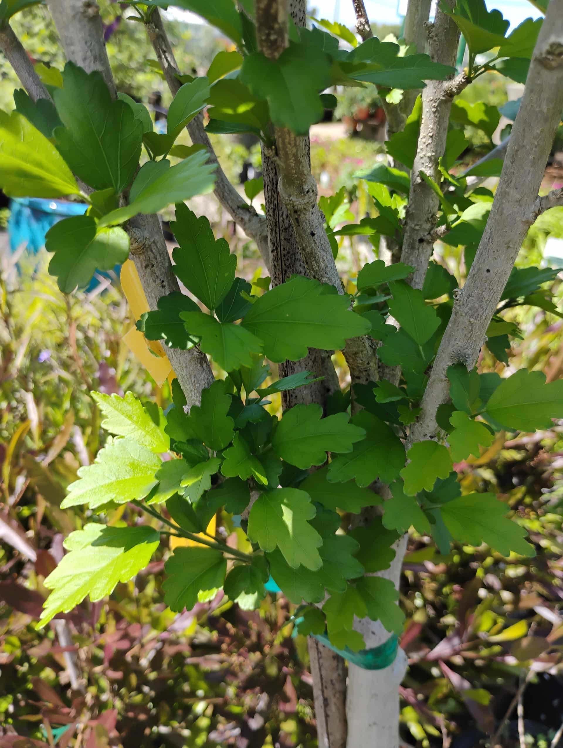 Rose of Sharon (Hibiscus syriacus), Shrub