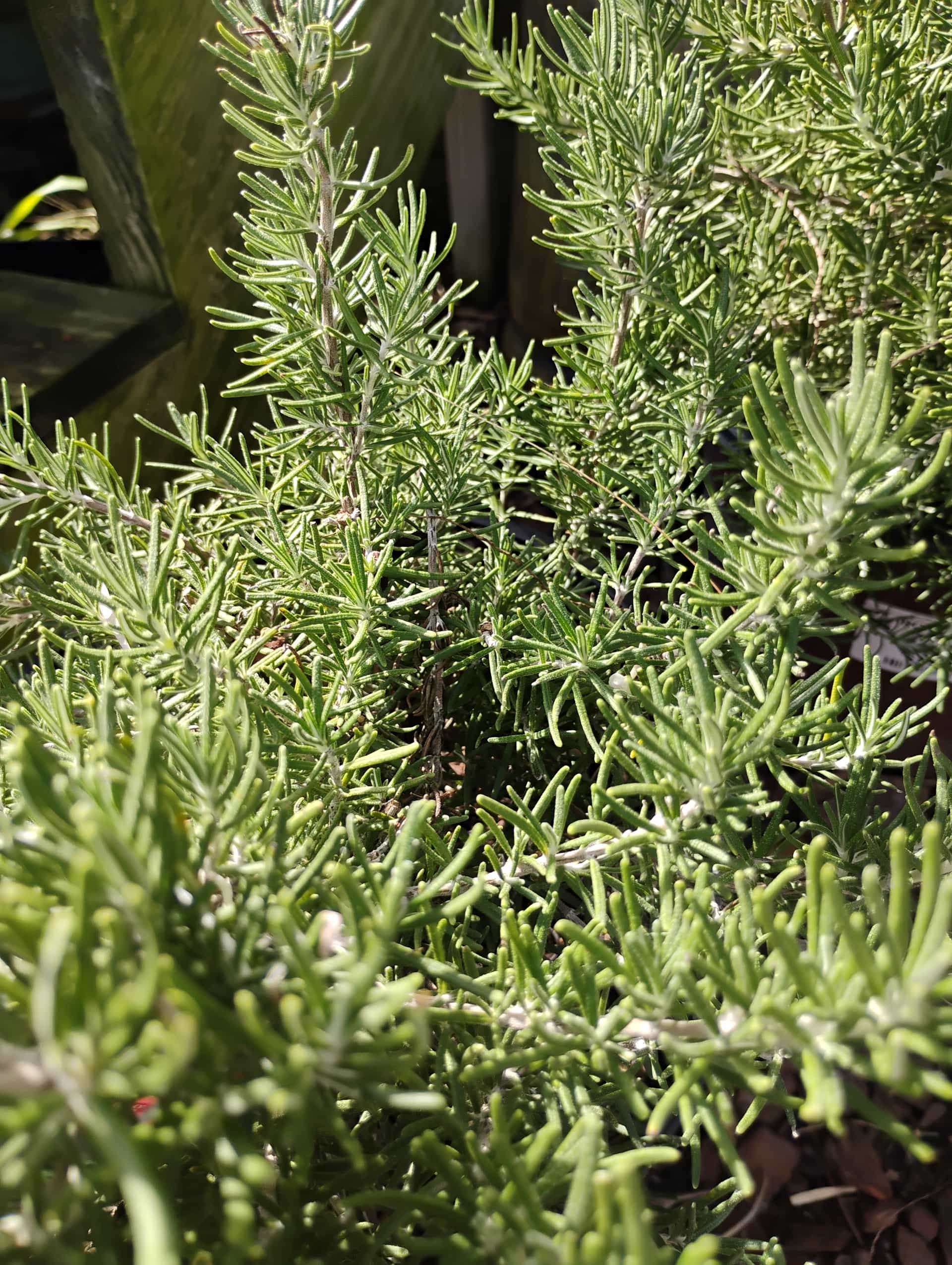 Rosemary (Salvia rosmarinus), Herb