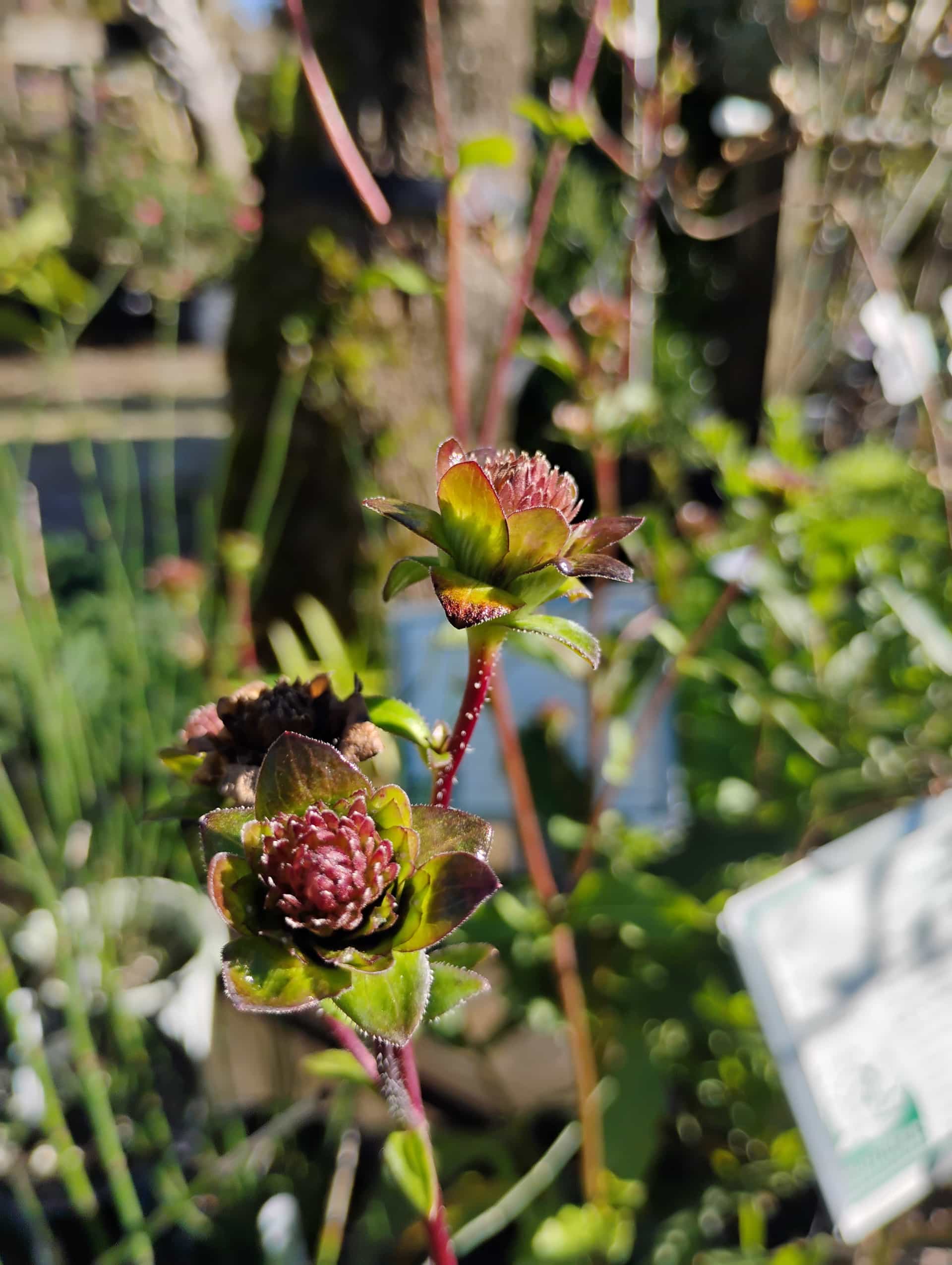 Rosinweed (Silphium integrifolium), Perennial