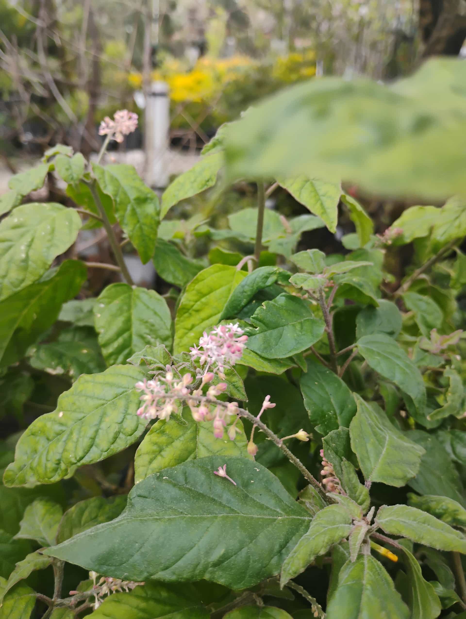 Rouge Plant (Rivina humilis), Perennial