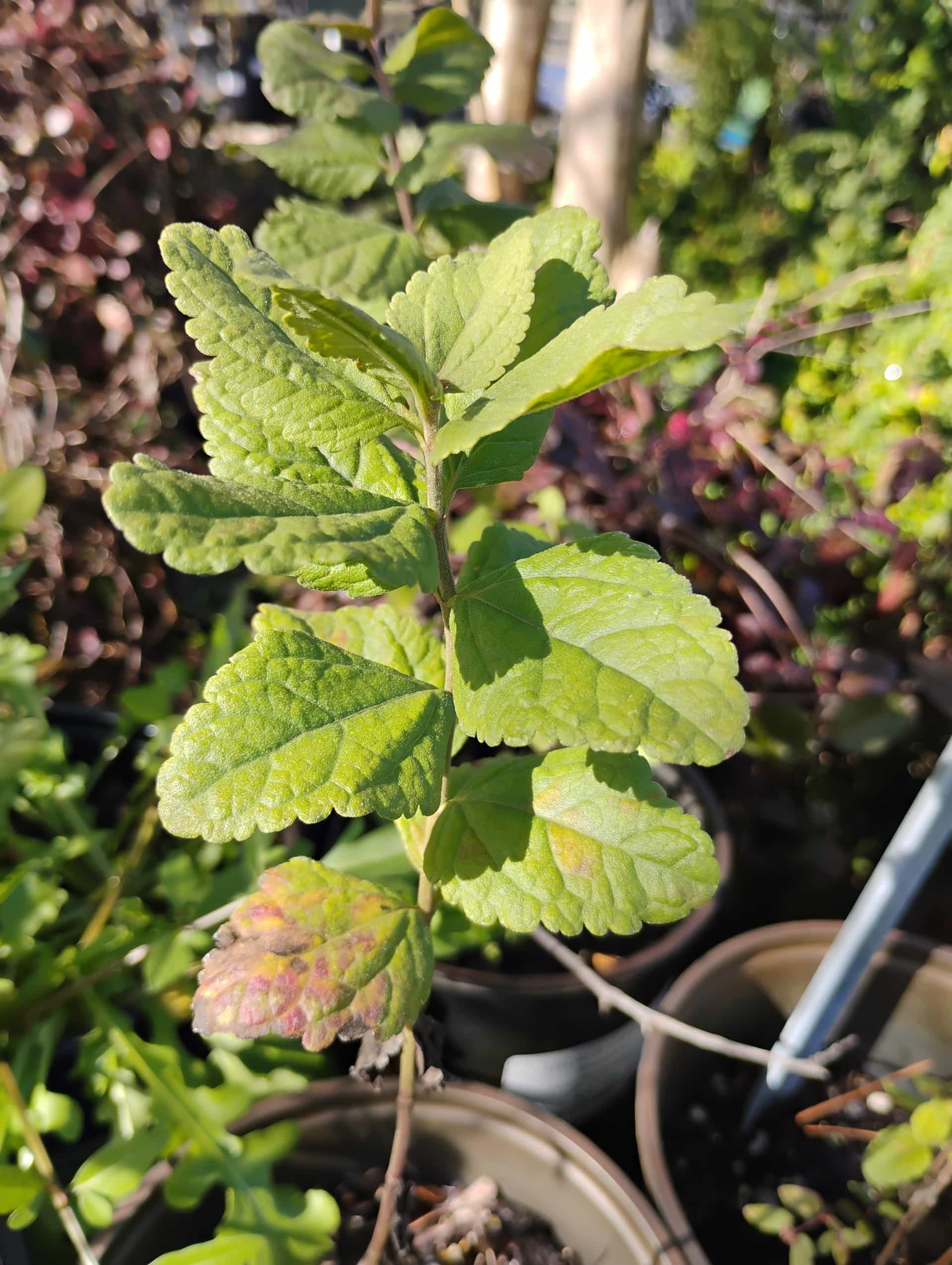 Thoroughwort (Eupatorium rotundifolium), Perennial