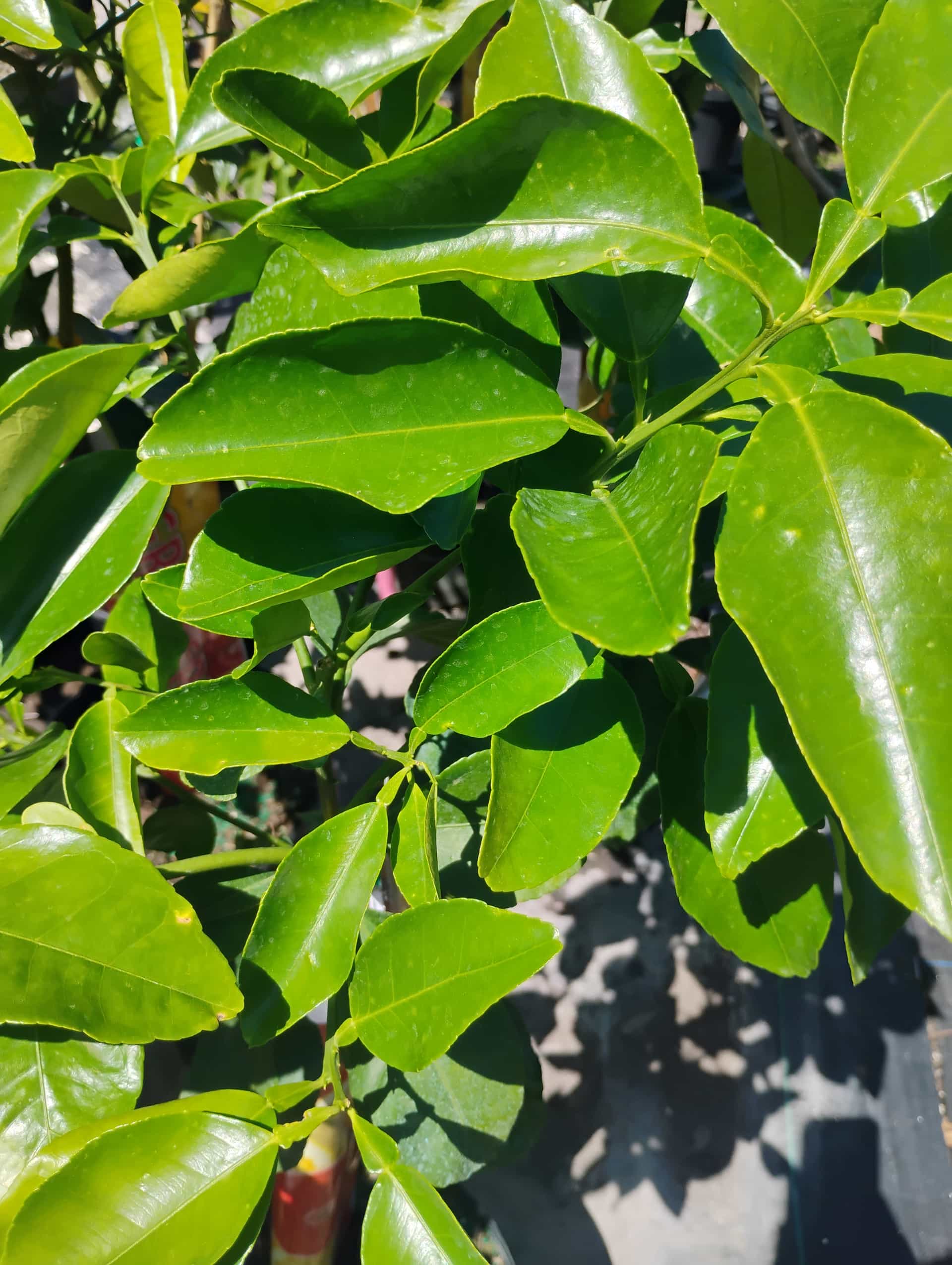 Grapefruit (Citrus paradisi), Fruit Tree
