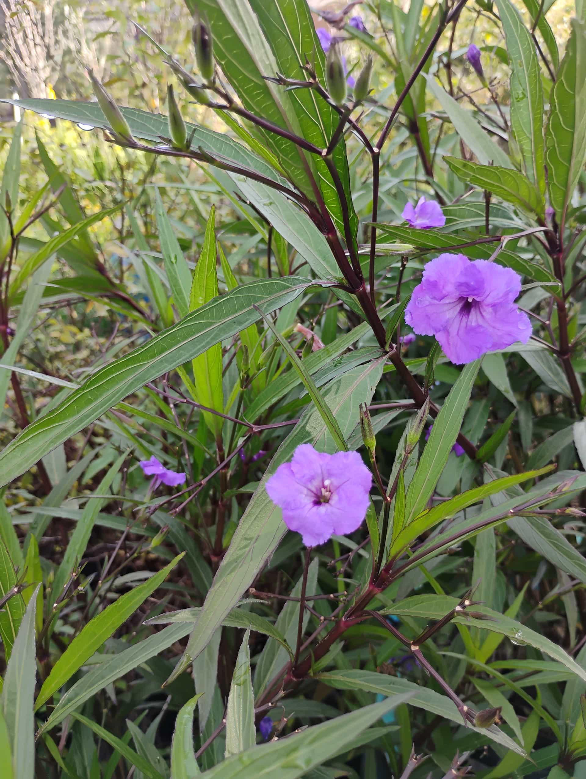 Mexican Petunia (Ruellia caerulea), Perennial