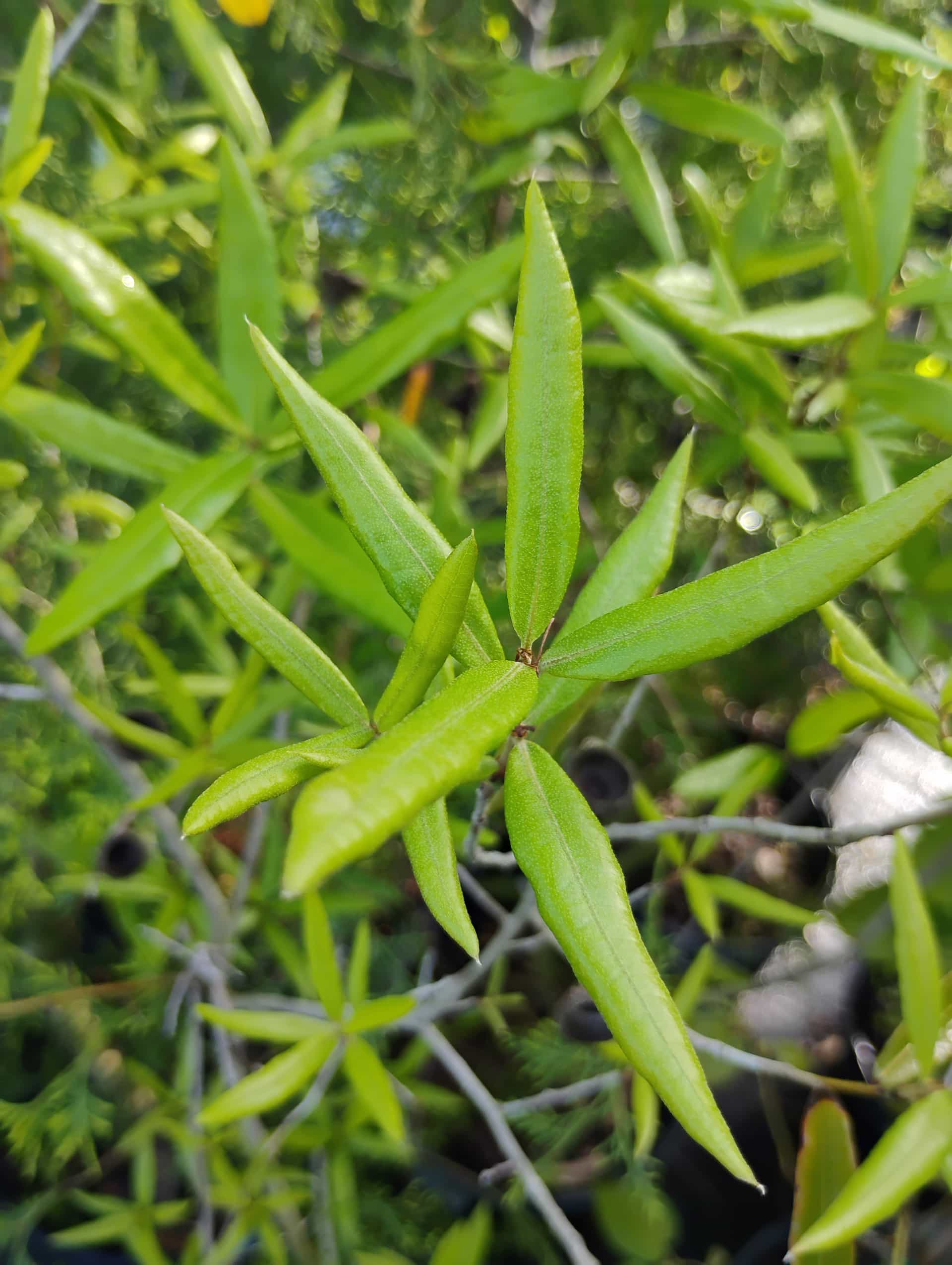 Running Oak (Quercus pumila), Groundcover