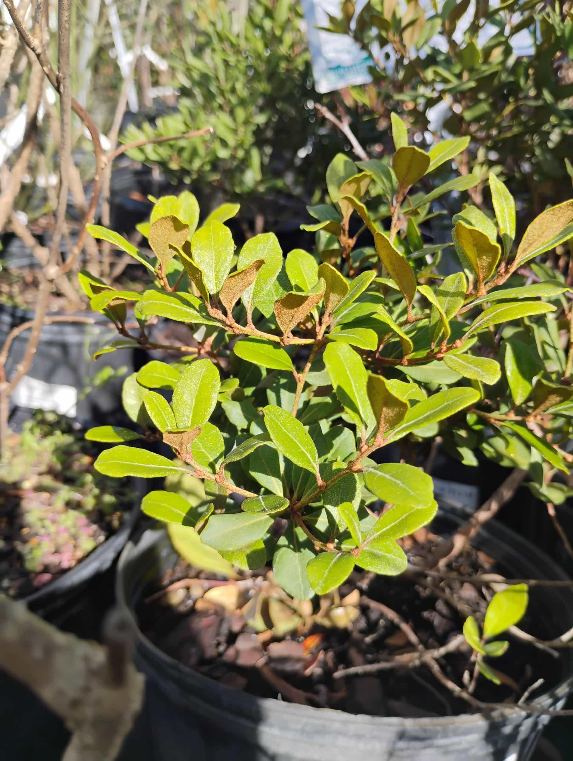 Rusty Lyonia (Lyonia ferruginea), Shrub