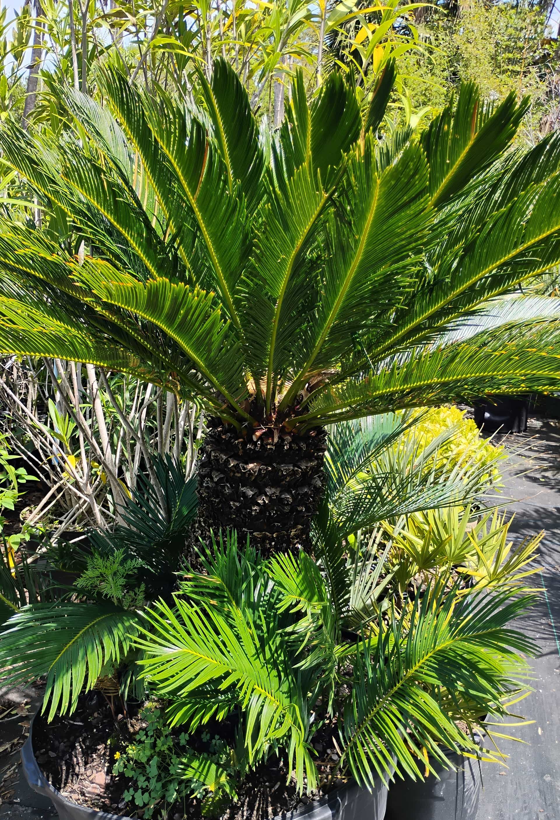 Sago Palm (Cycas revoluta), Cycad