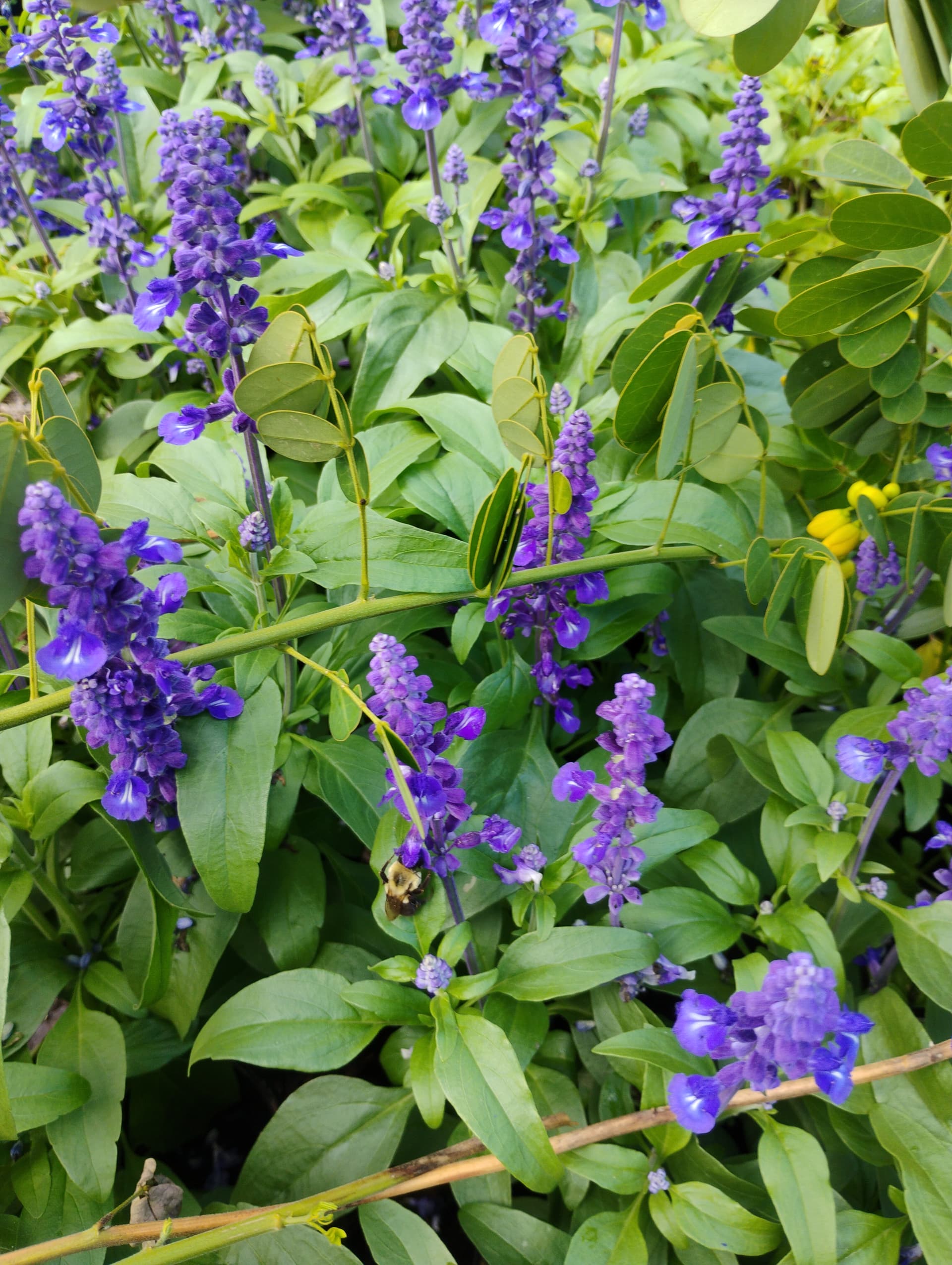 Perennial plants at Southern Horticulture