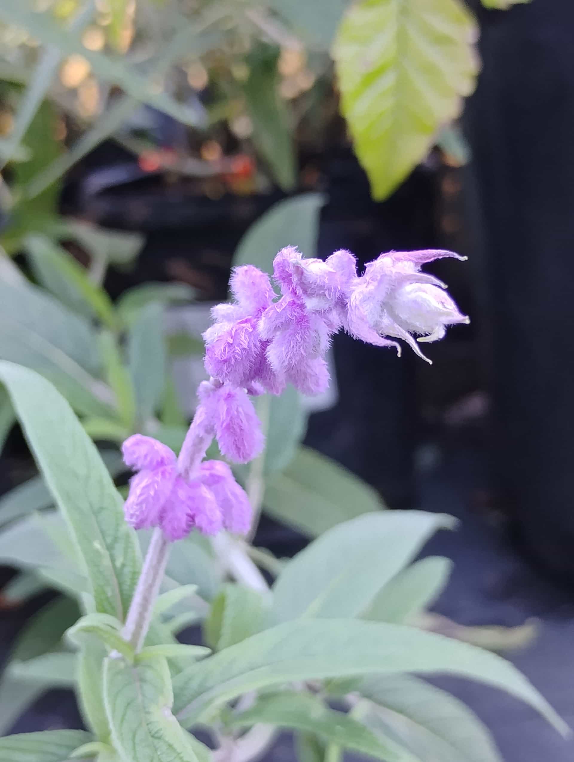 Salvia, Annual