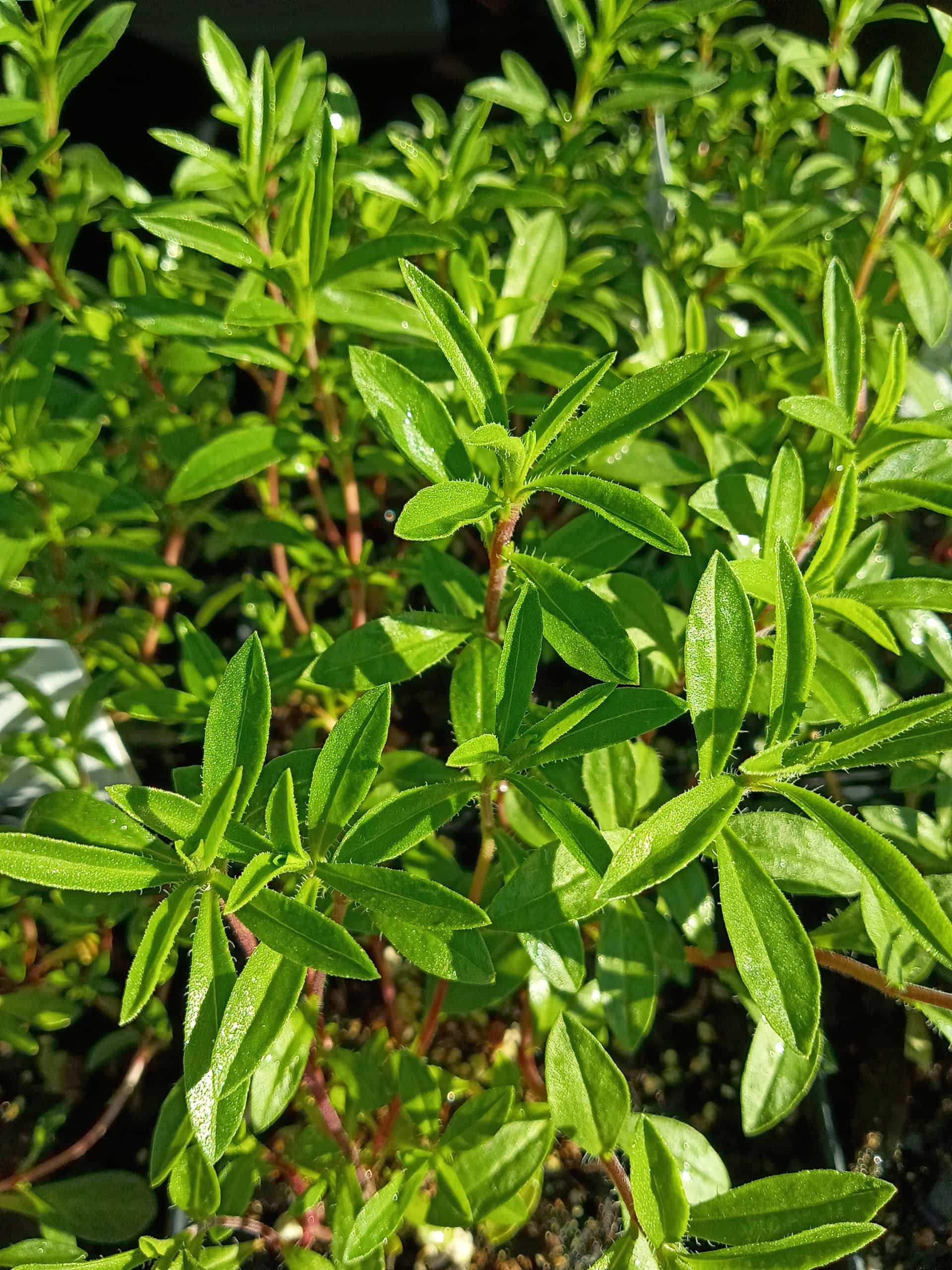 Winter Savory (Satureja montana), Herb