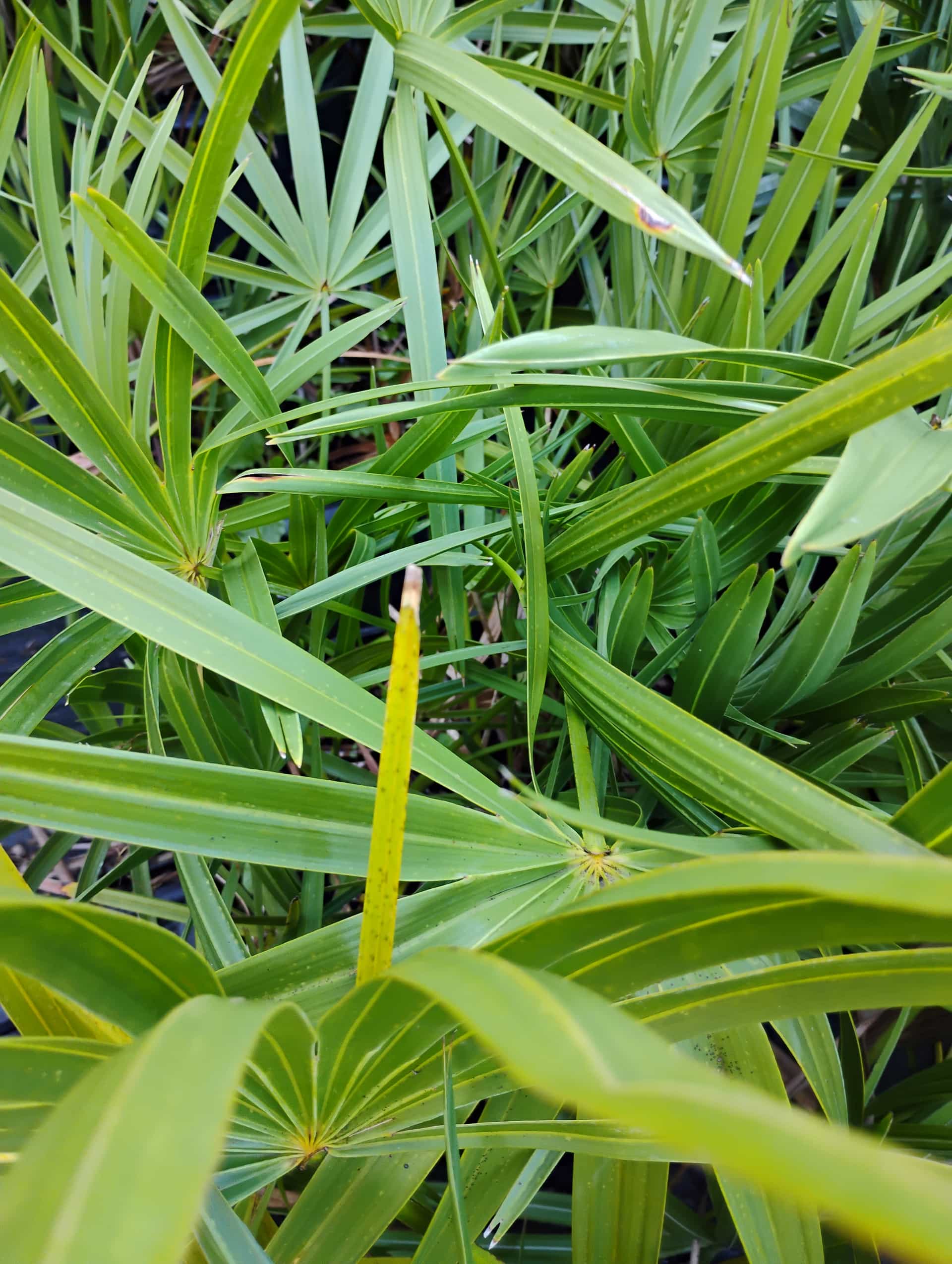 Saw Palmetto (Serenoa repens), Palm