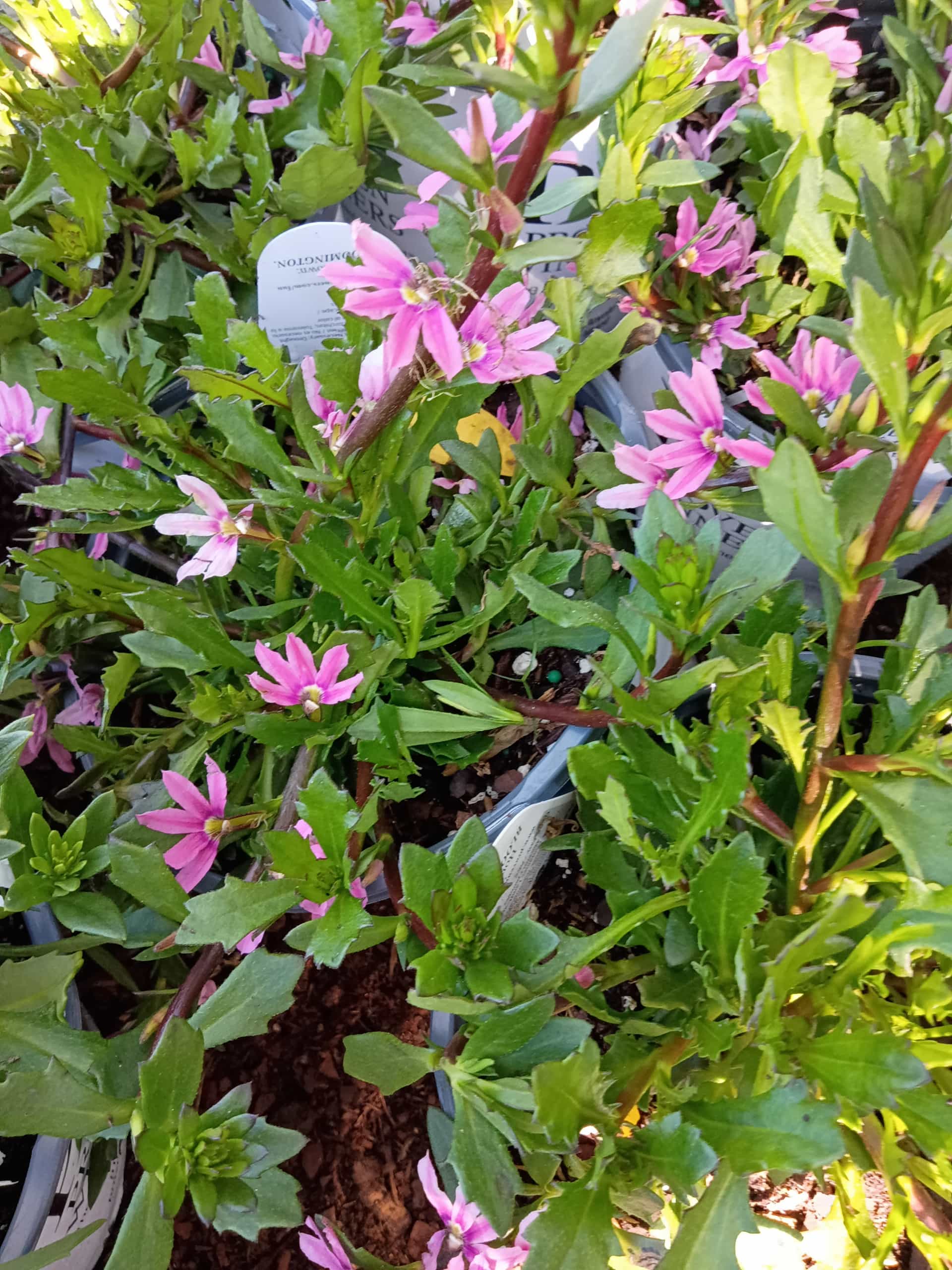 Scaevola (Scaevola aemula), Annual