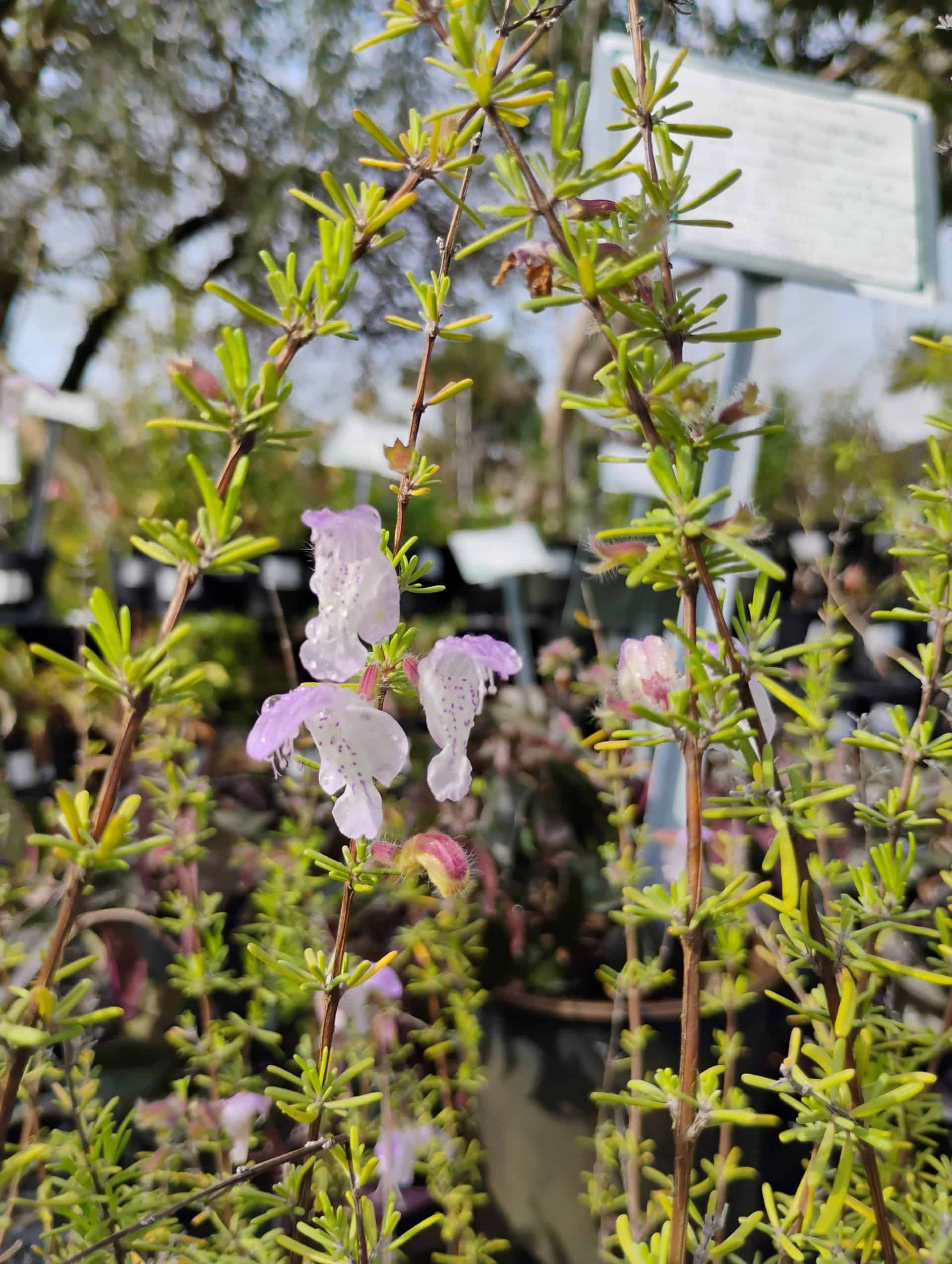 Scrub Mint (Conradina canescens), Shrub