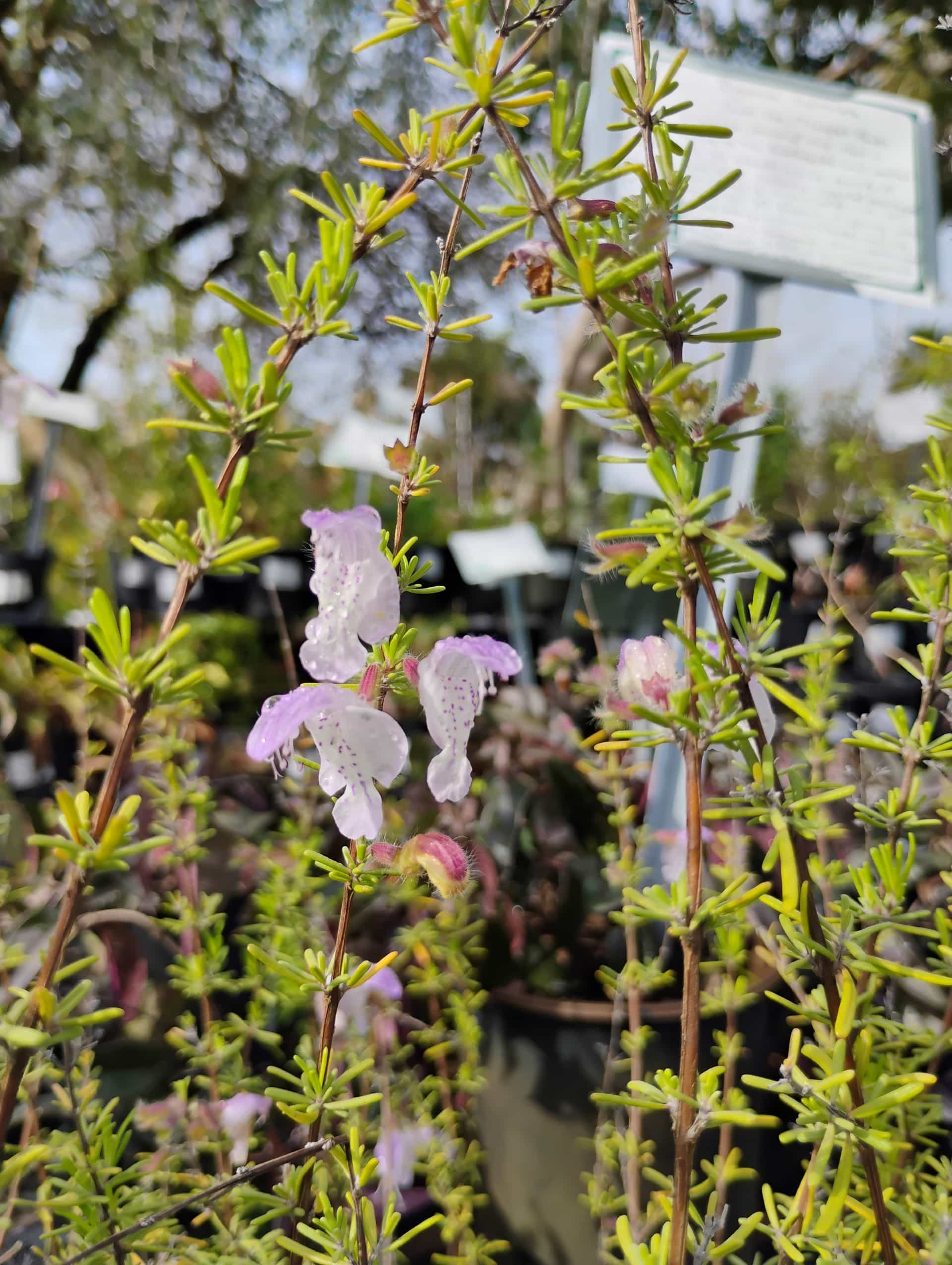 Scrub Mint (Conradina canescens), Shrub