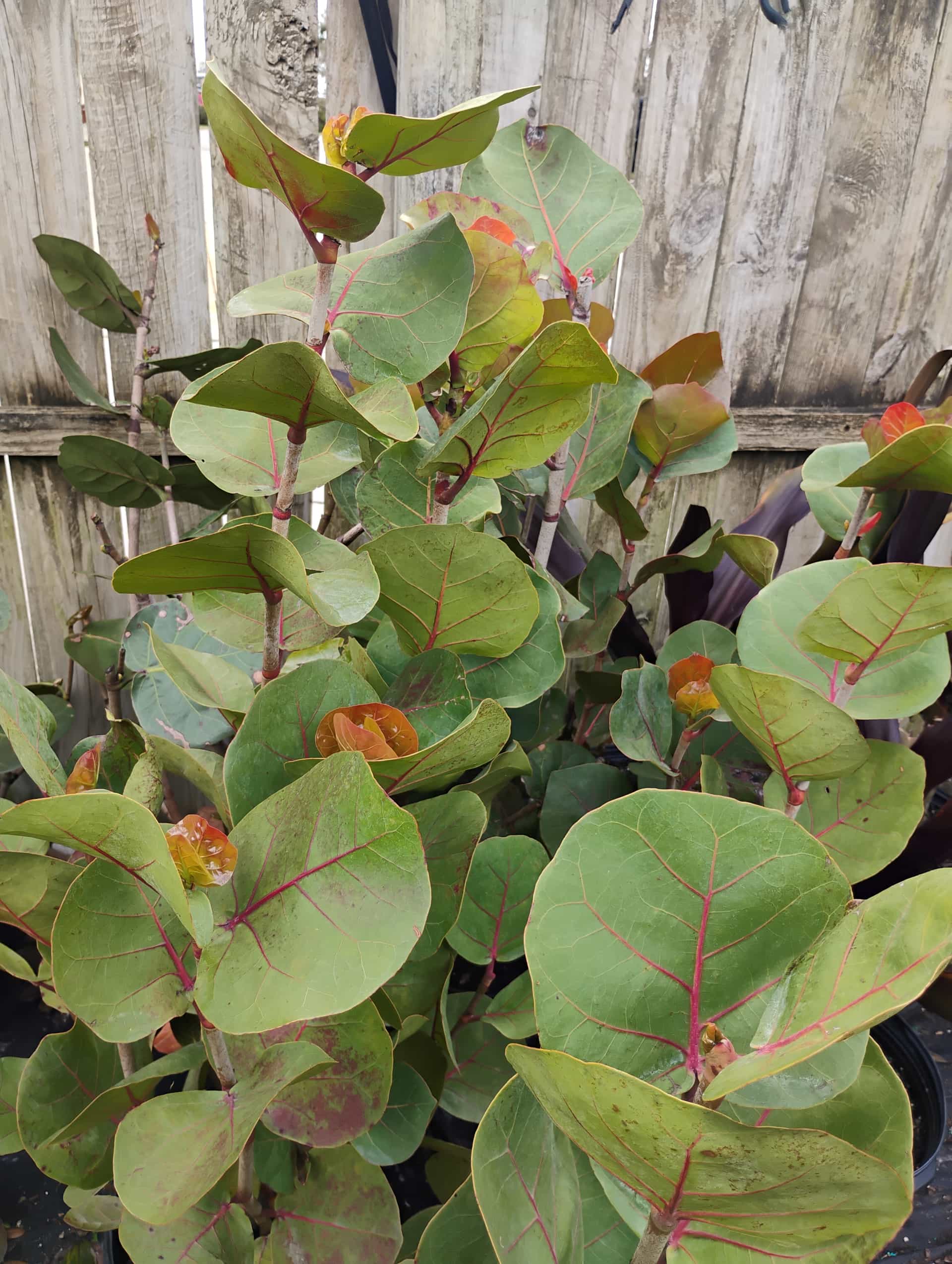 Sea Grape (Coccoloba uvifera), Tree