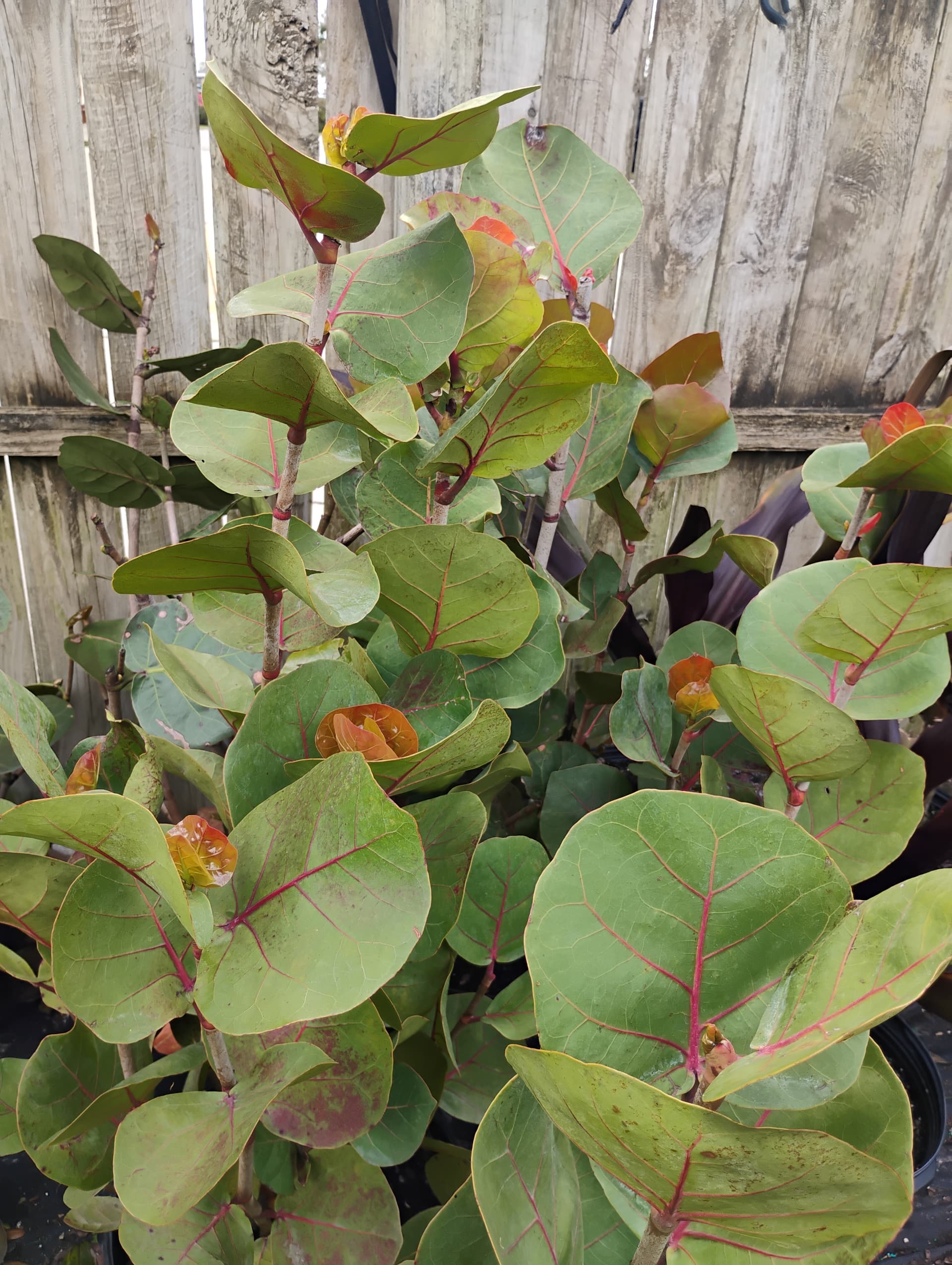 Sea Grape