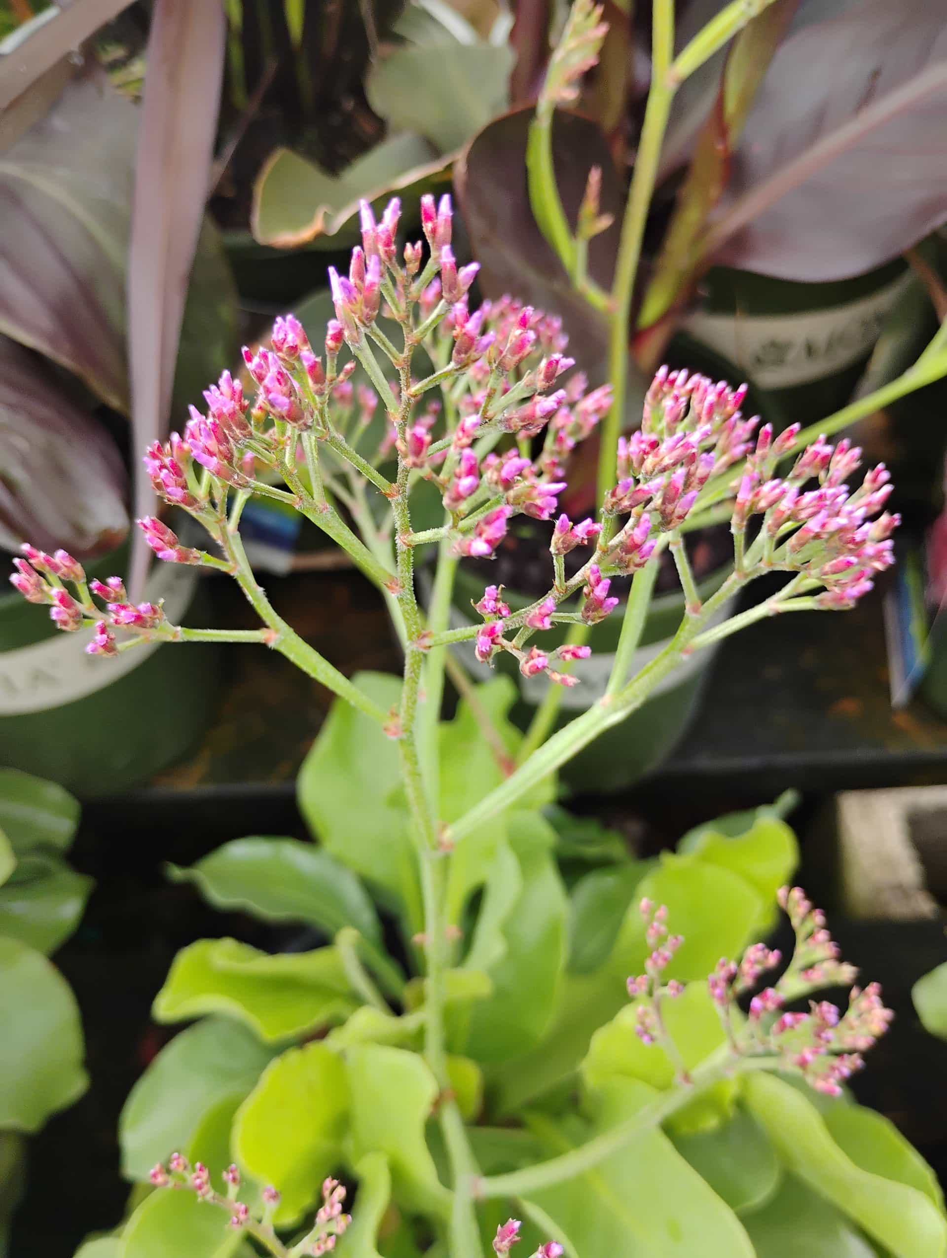 Sea Lavender (Limonium), Flowers