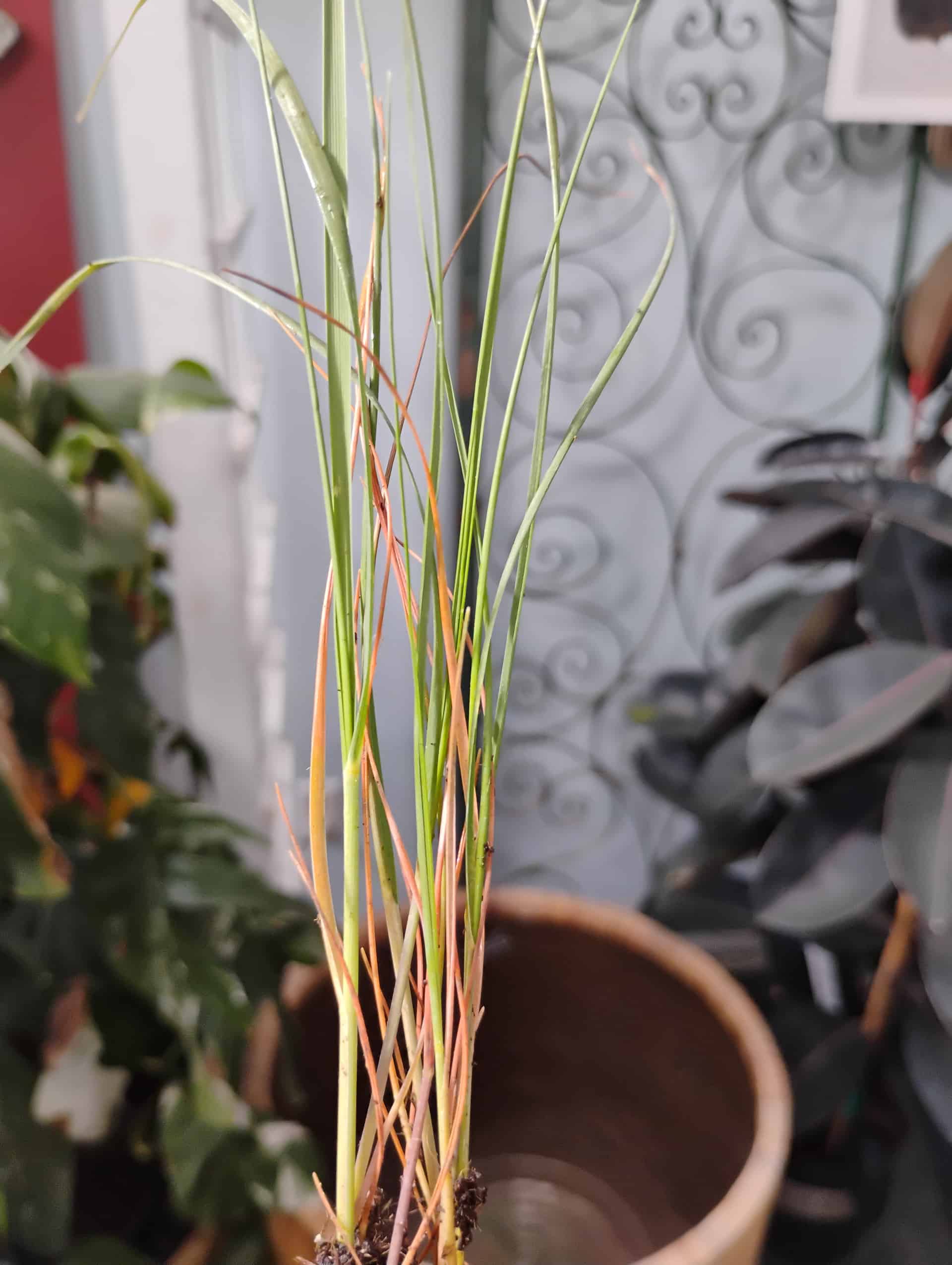 Sea Oats