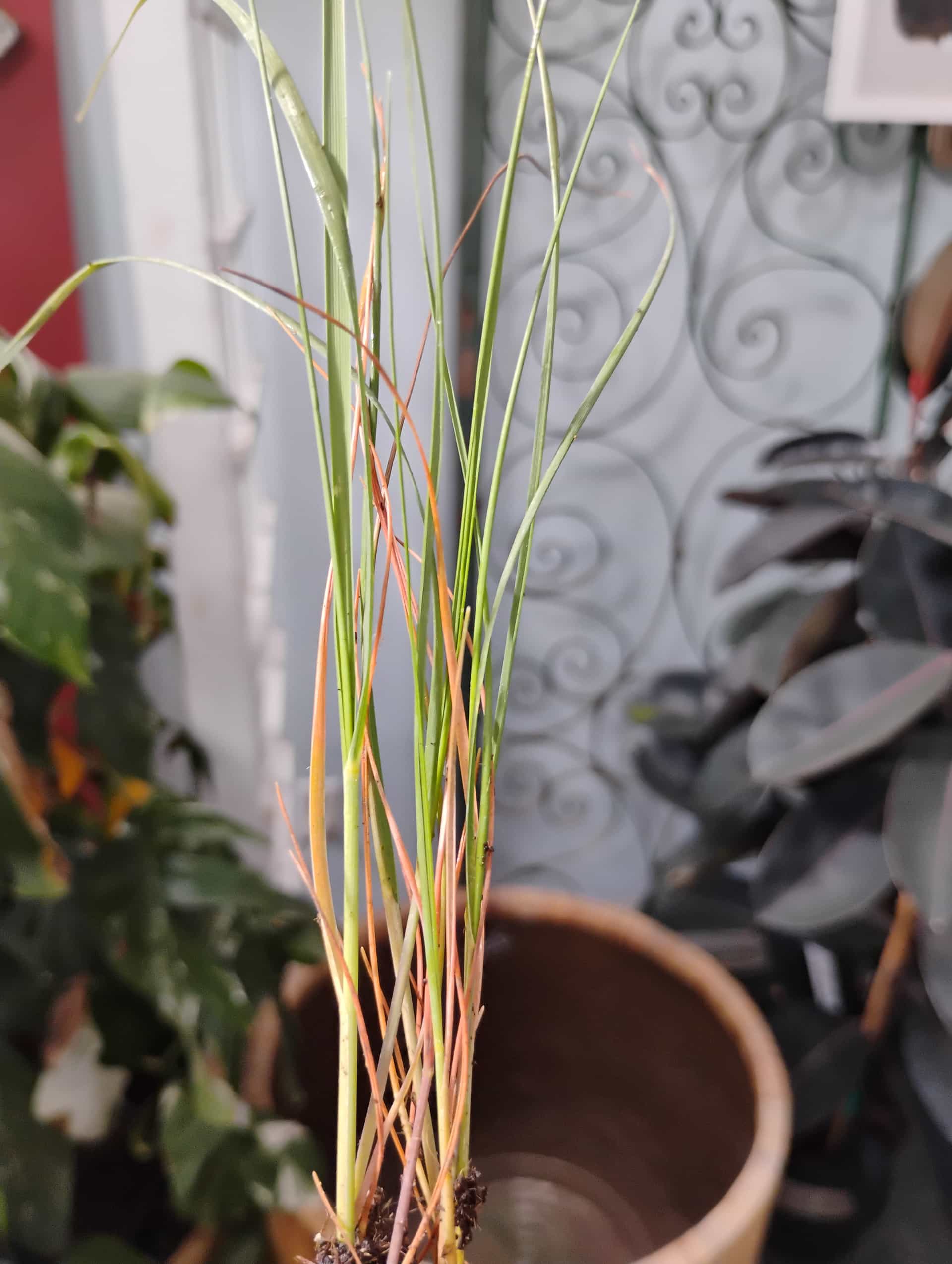 Sea Oats (Uniola paniculata), Grass