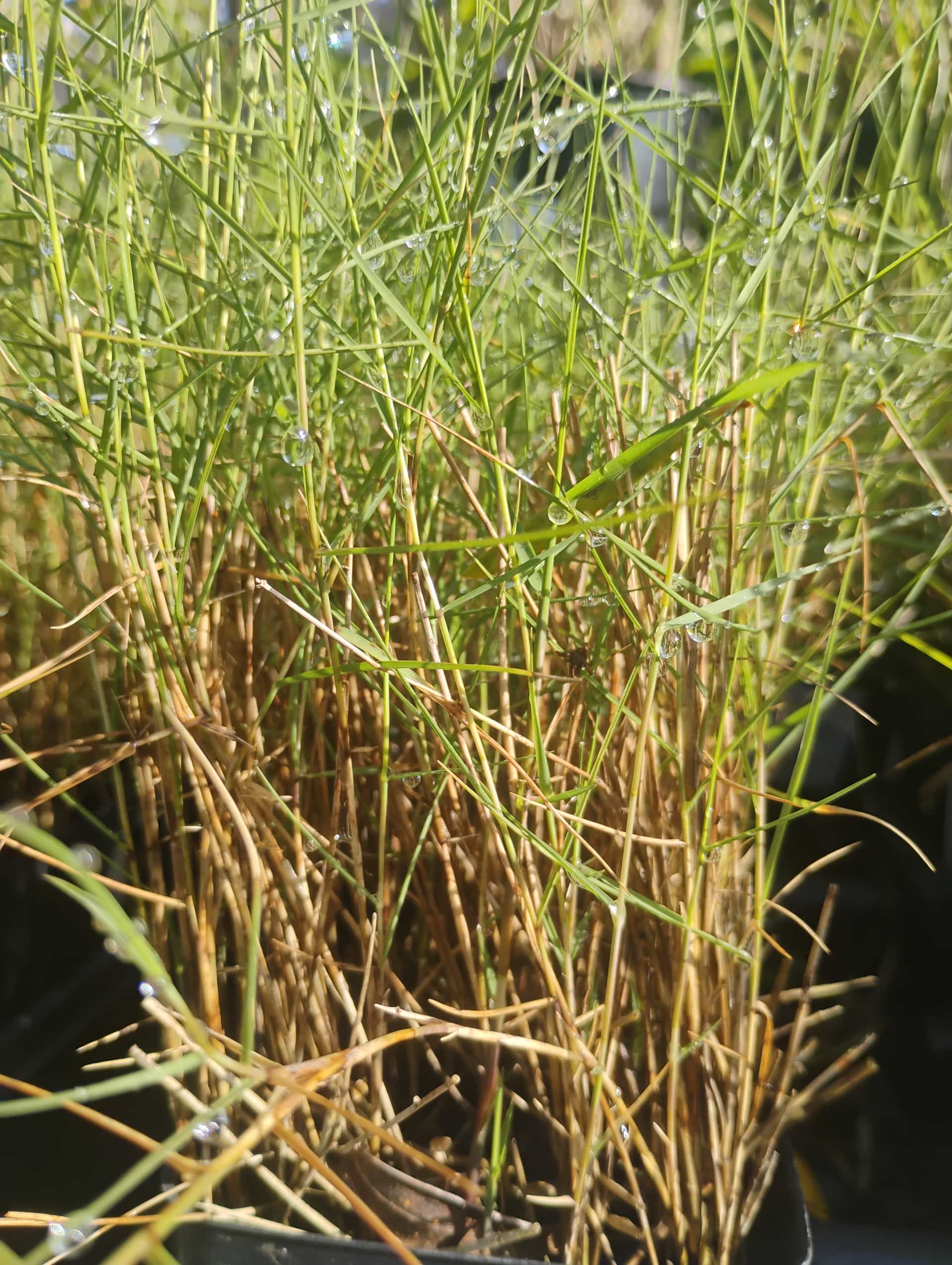 Seashore Paspalum (Paspalum vaginatum), Grass