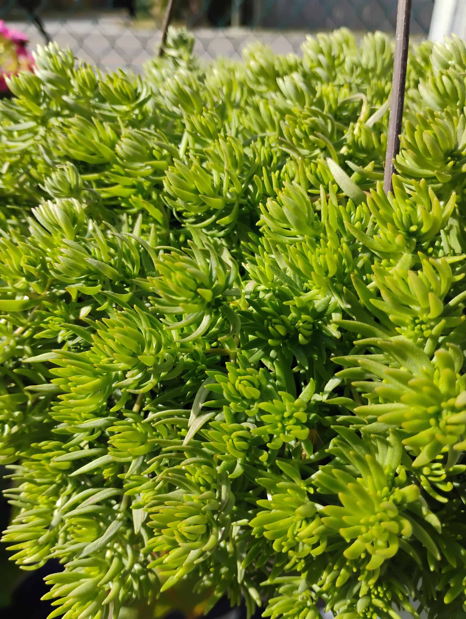 Sedum