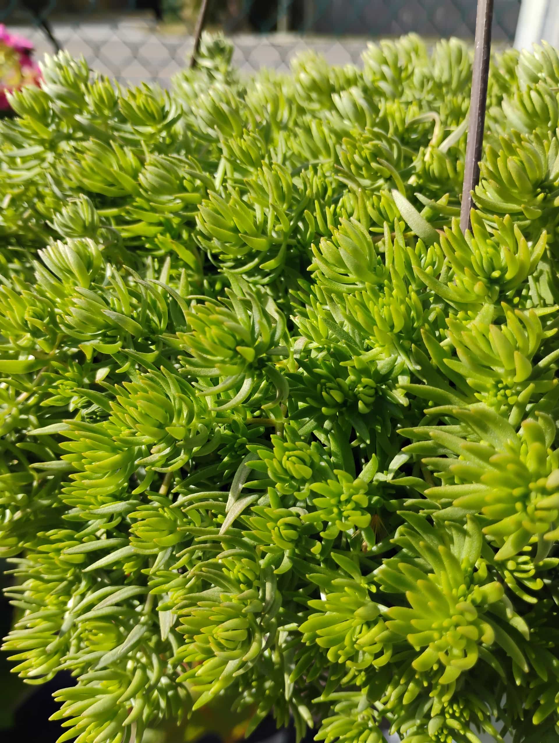 Sedum, Succulent