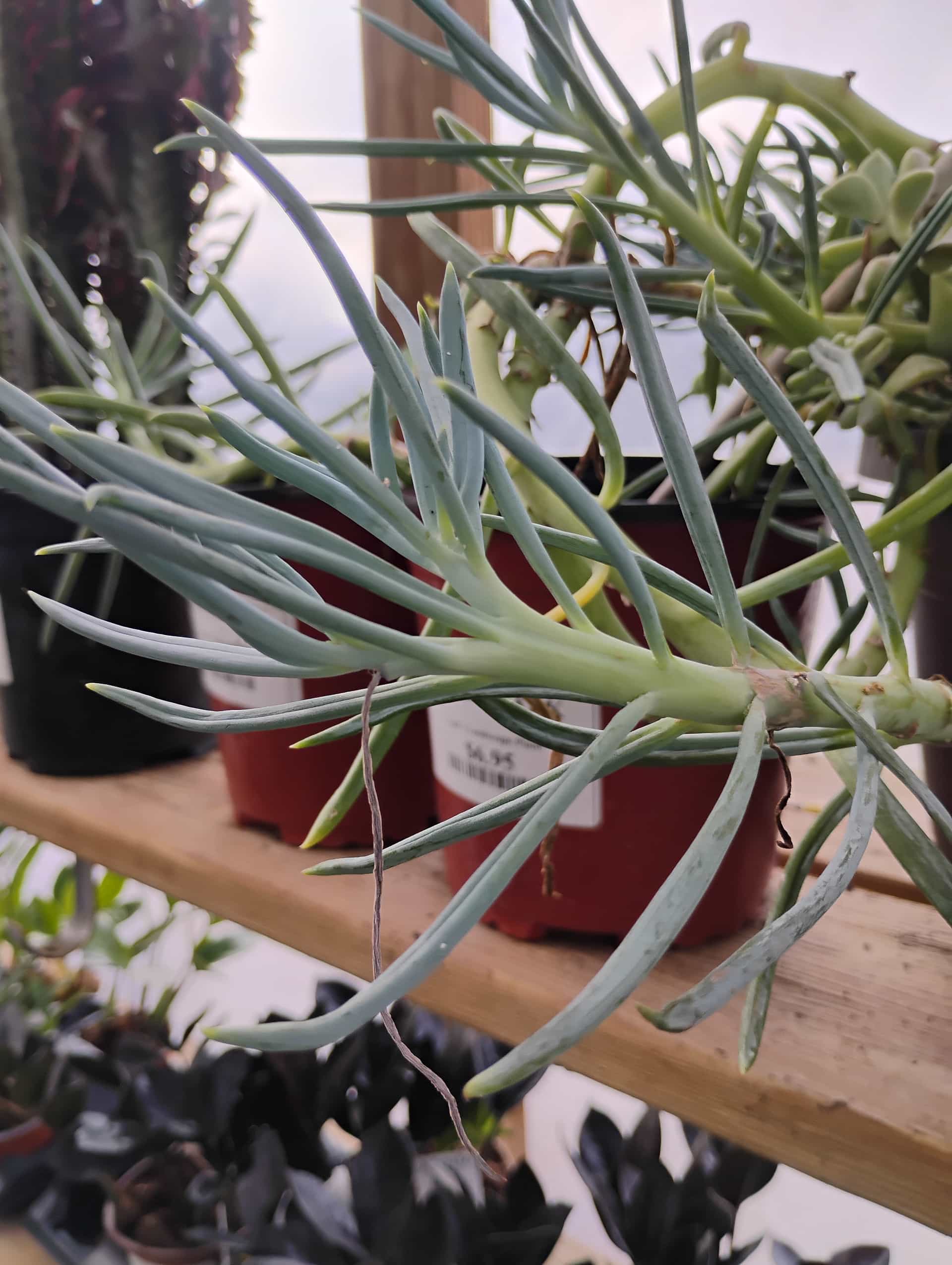 Senecio, Perennial