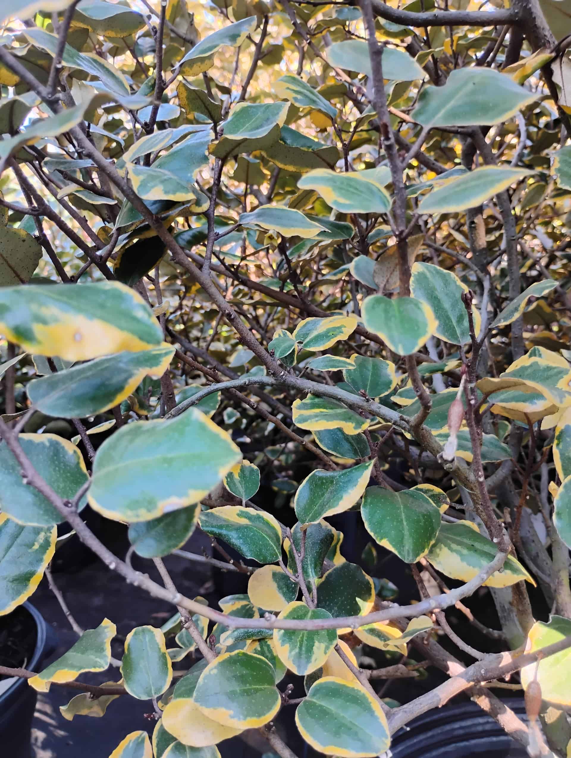 Silverthorn (Elaeagnus pungens), Shrub