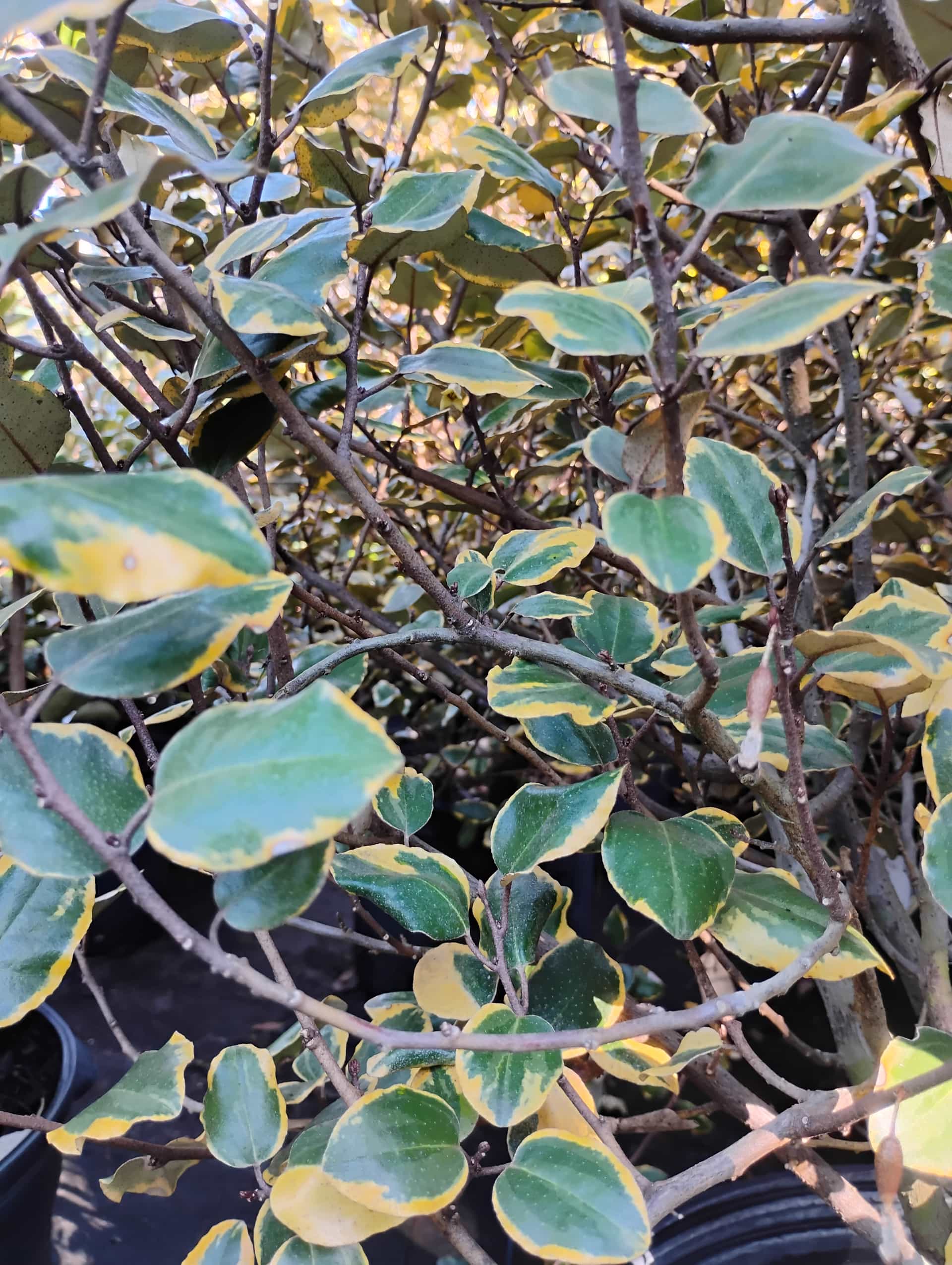 Silverthorn (Elaeagnus pungens), Shrub
