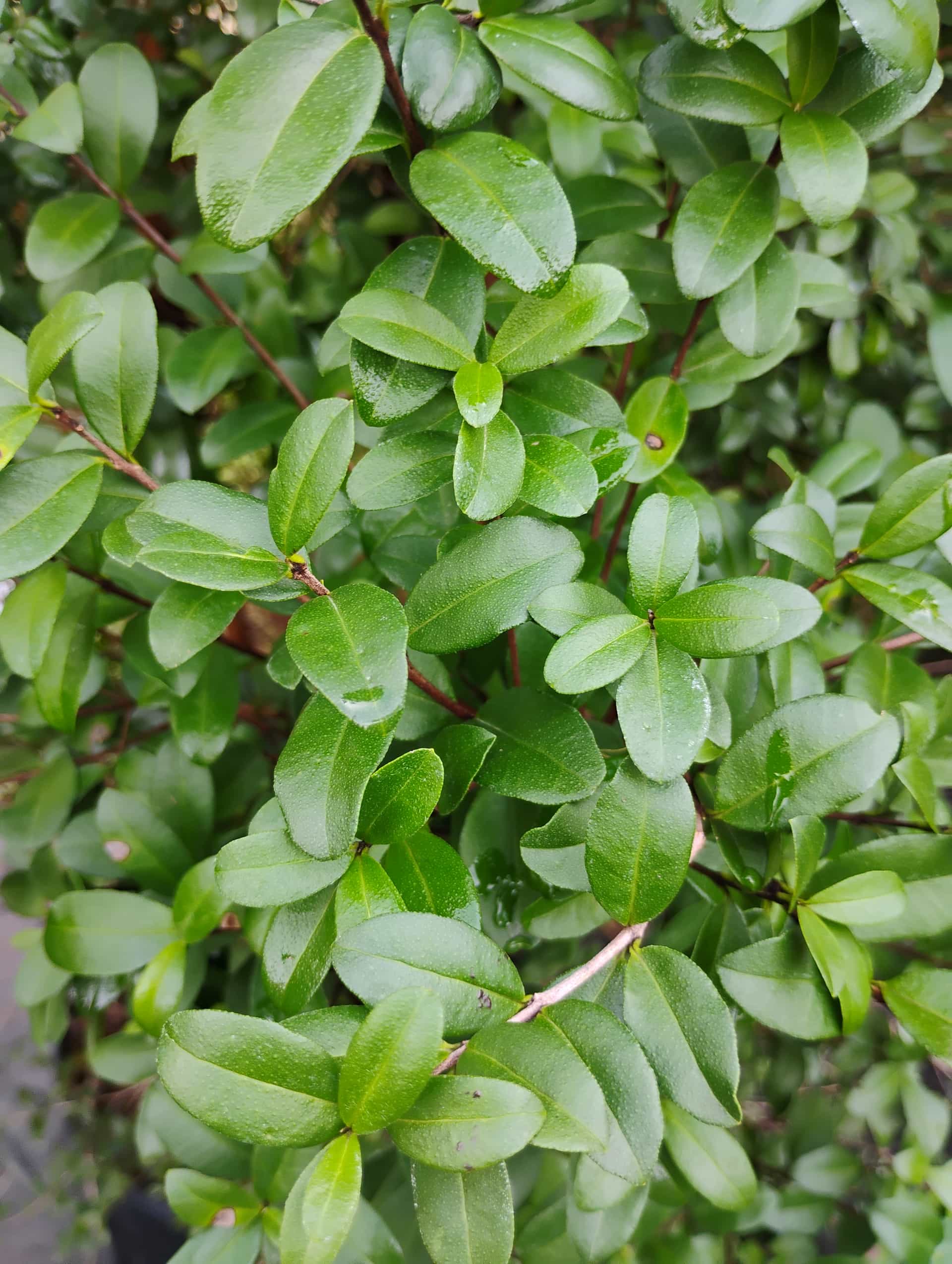 Simpson's Stopper (Myrcianthes fragrans), Shrub