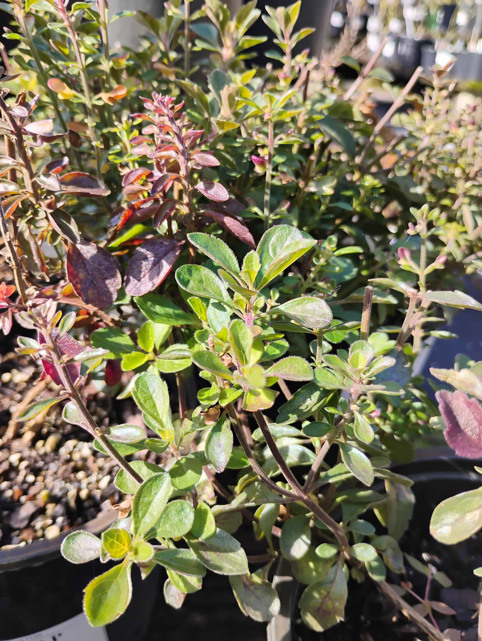 Florida Scrub Skullcap (Scutellaria arenicola), Perennial