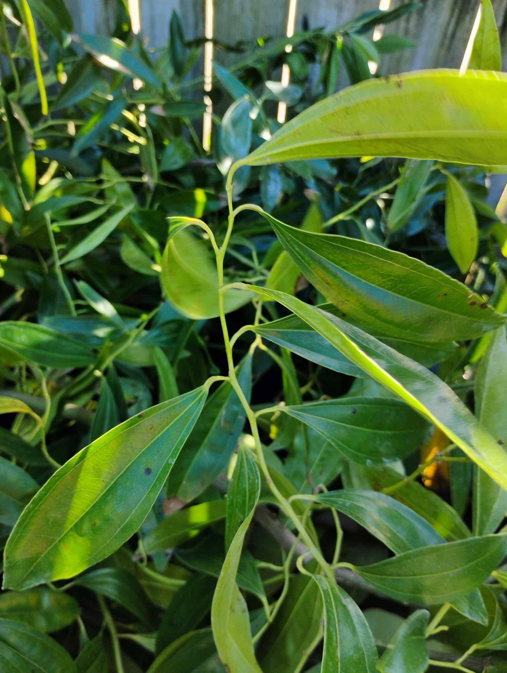 Carolina Coralbead (Cocculus carolinus), Vine