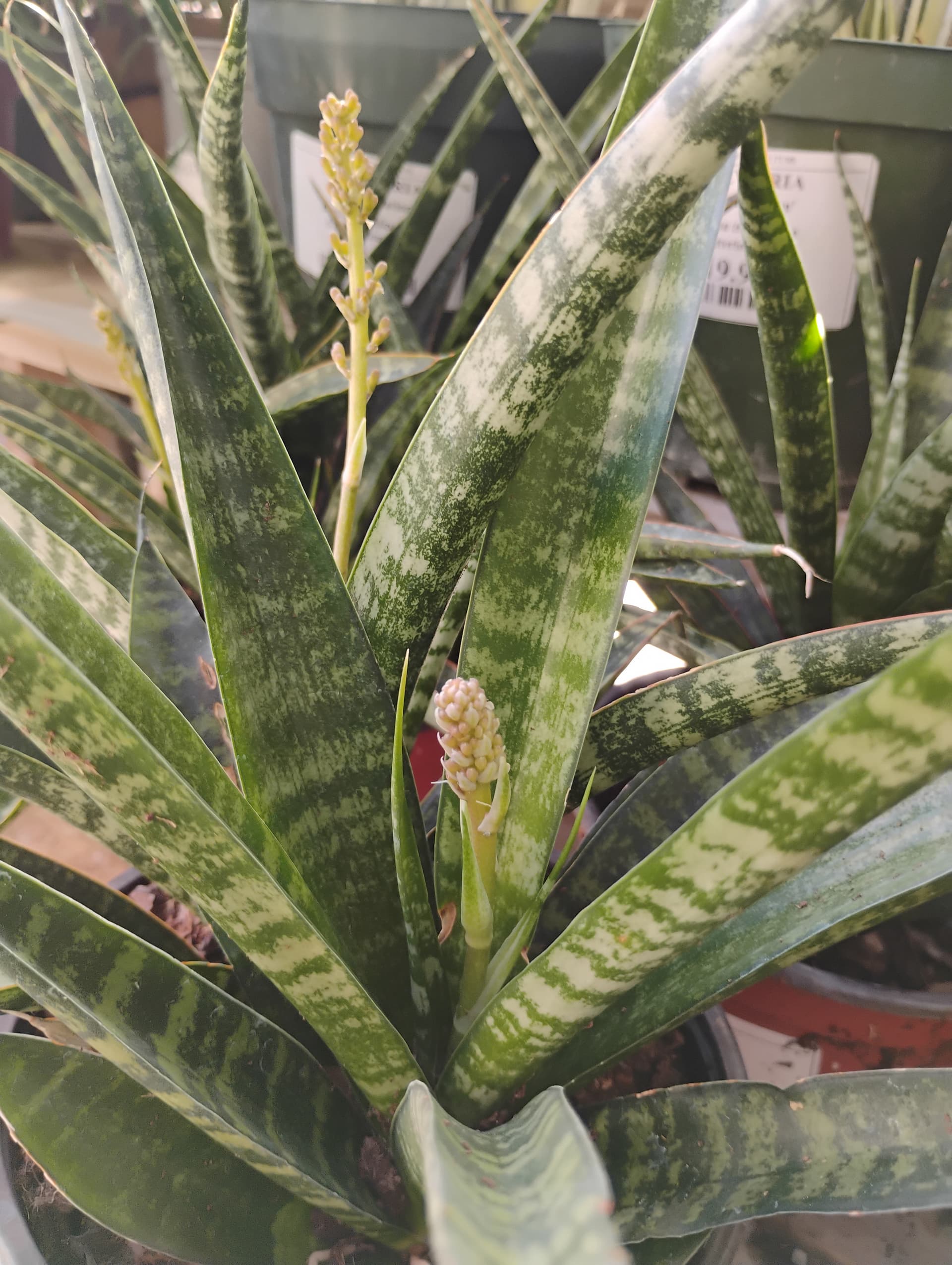 Interior plants at Southern Horticulture