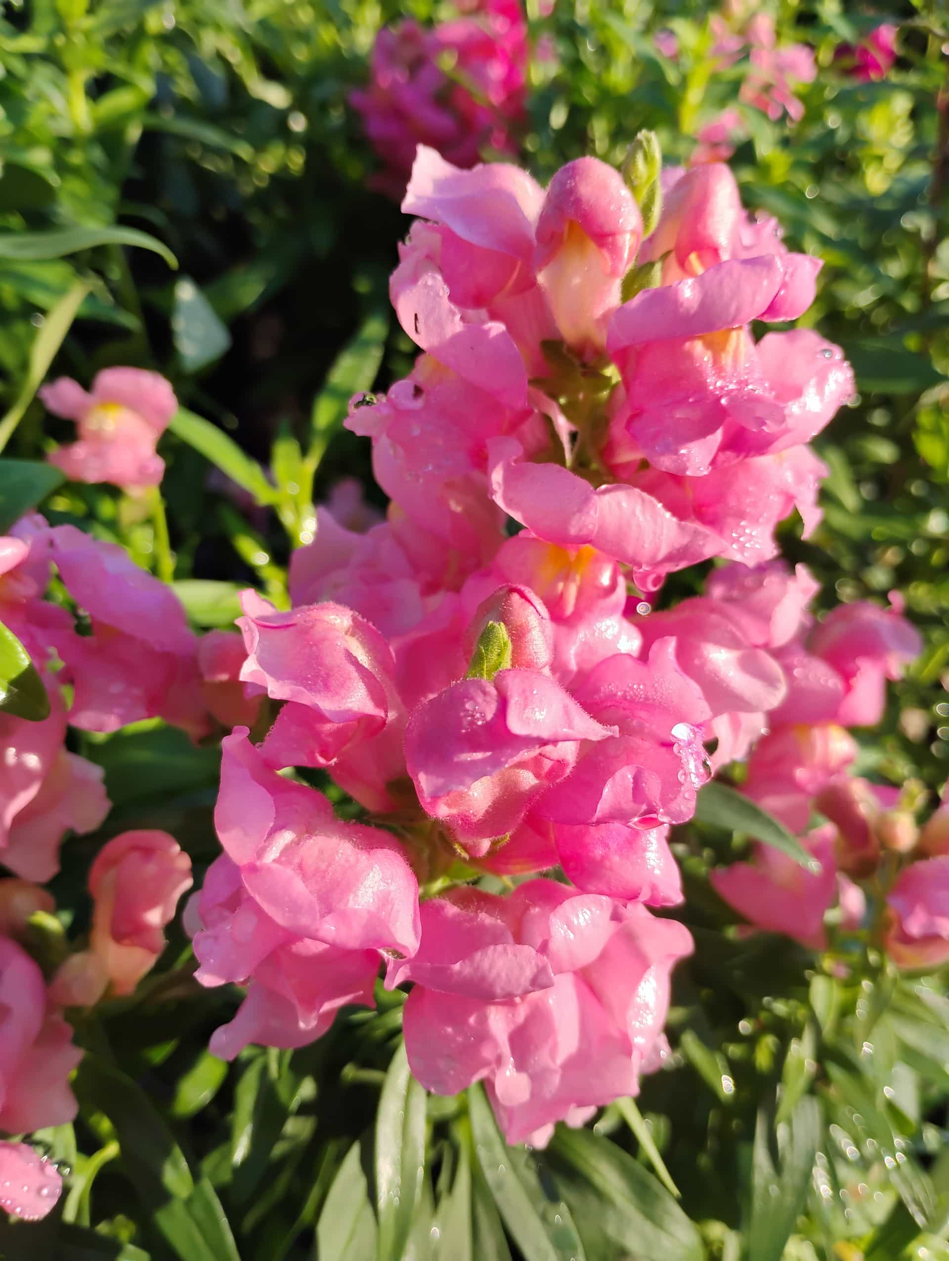 Snapdragon (Antirrhinum majus), Annual