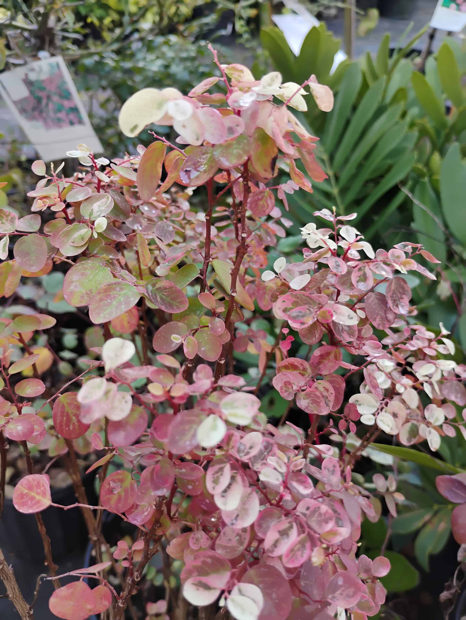 Snowbush, Shrub