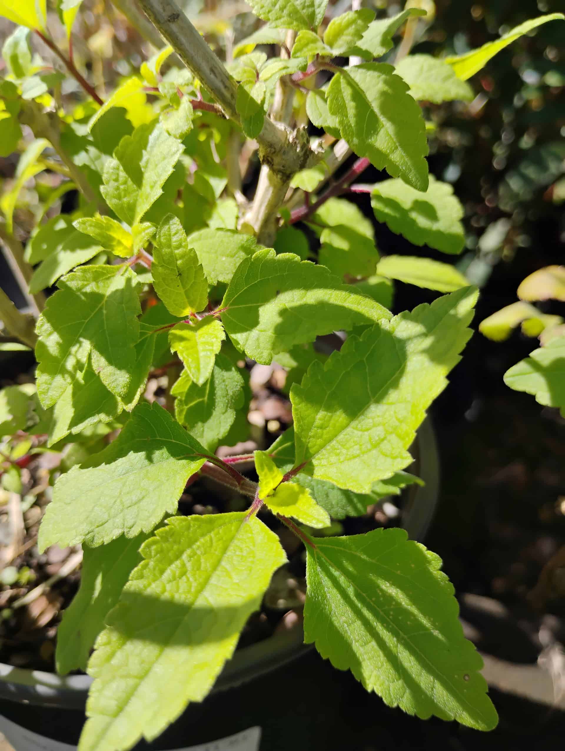 Snow Squarestem (Melanthera nivea), Perennial