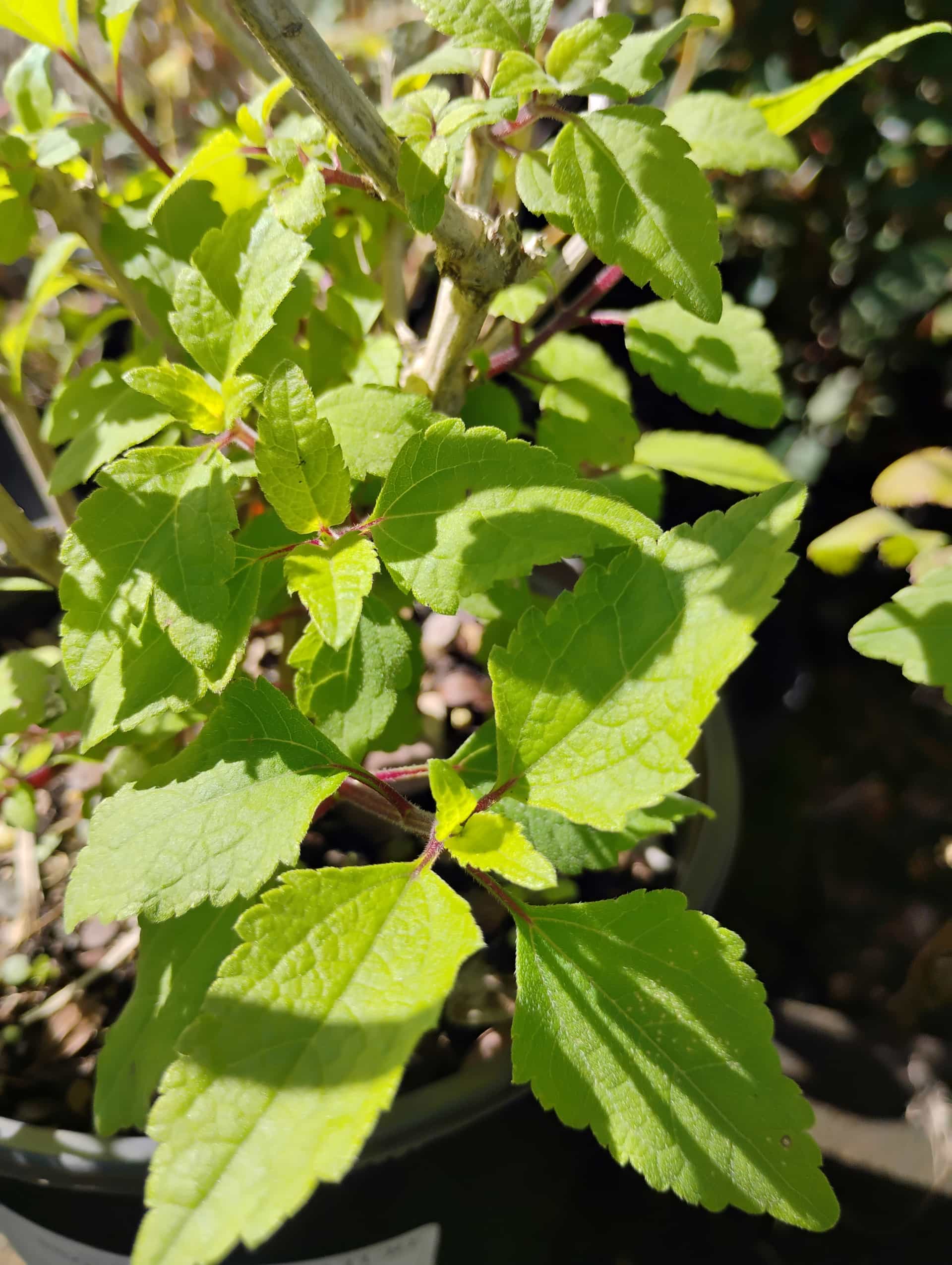 Snow Squarestem (Melanthera nivea), Perennial