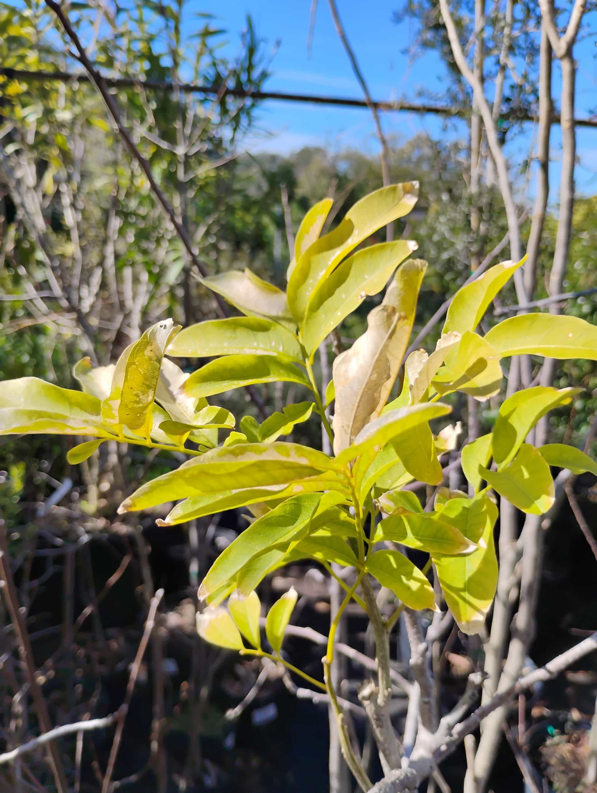 Florida Soapberry (Sapindus saponaria), Tree
