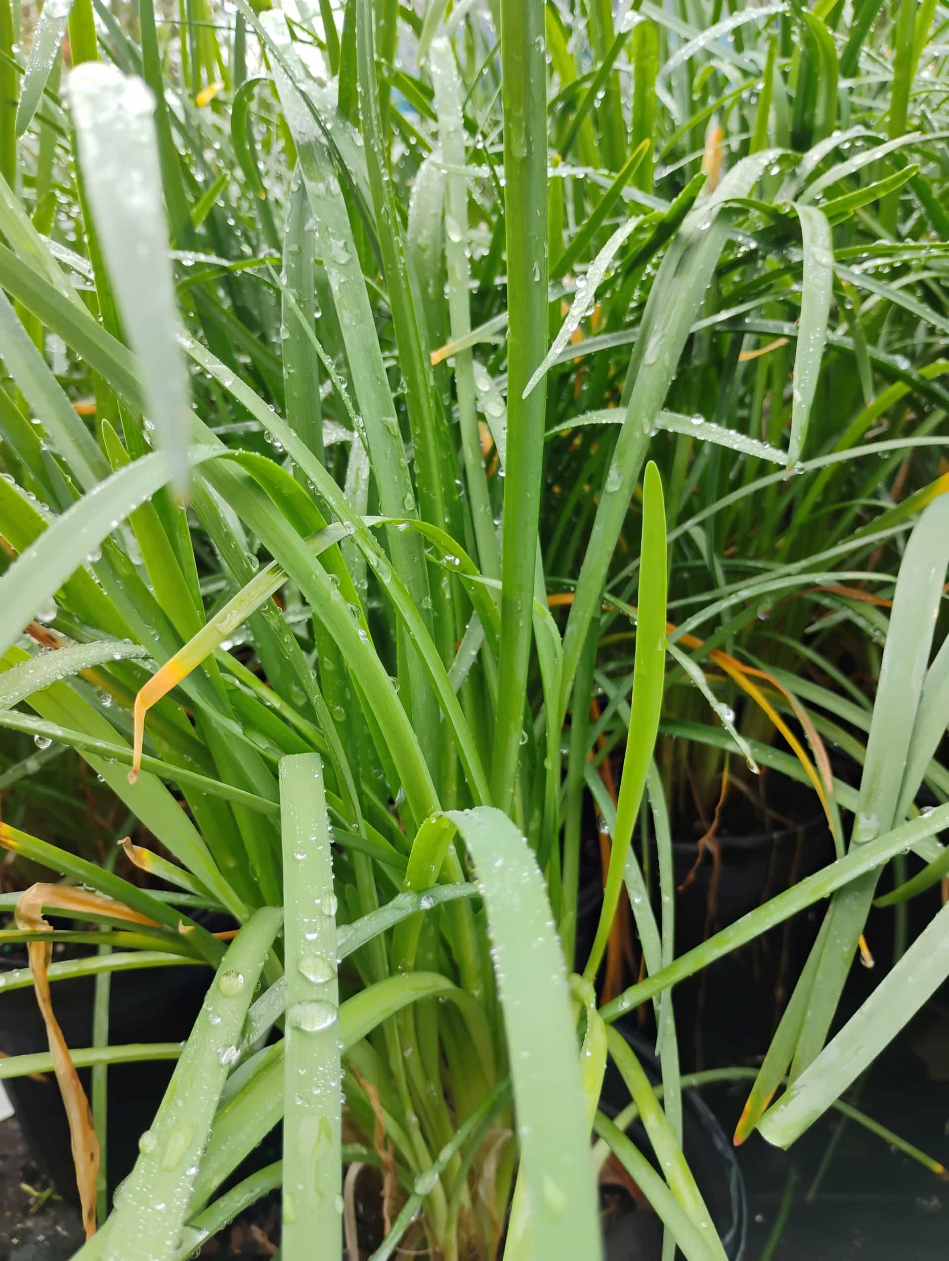 Society Garlic (Tulbaghia violacea), Perennial