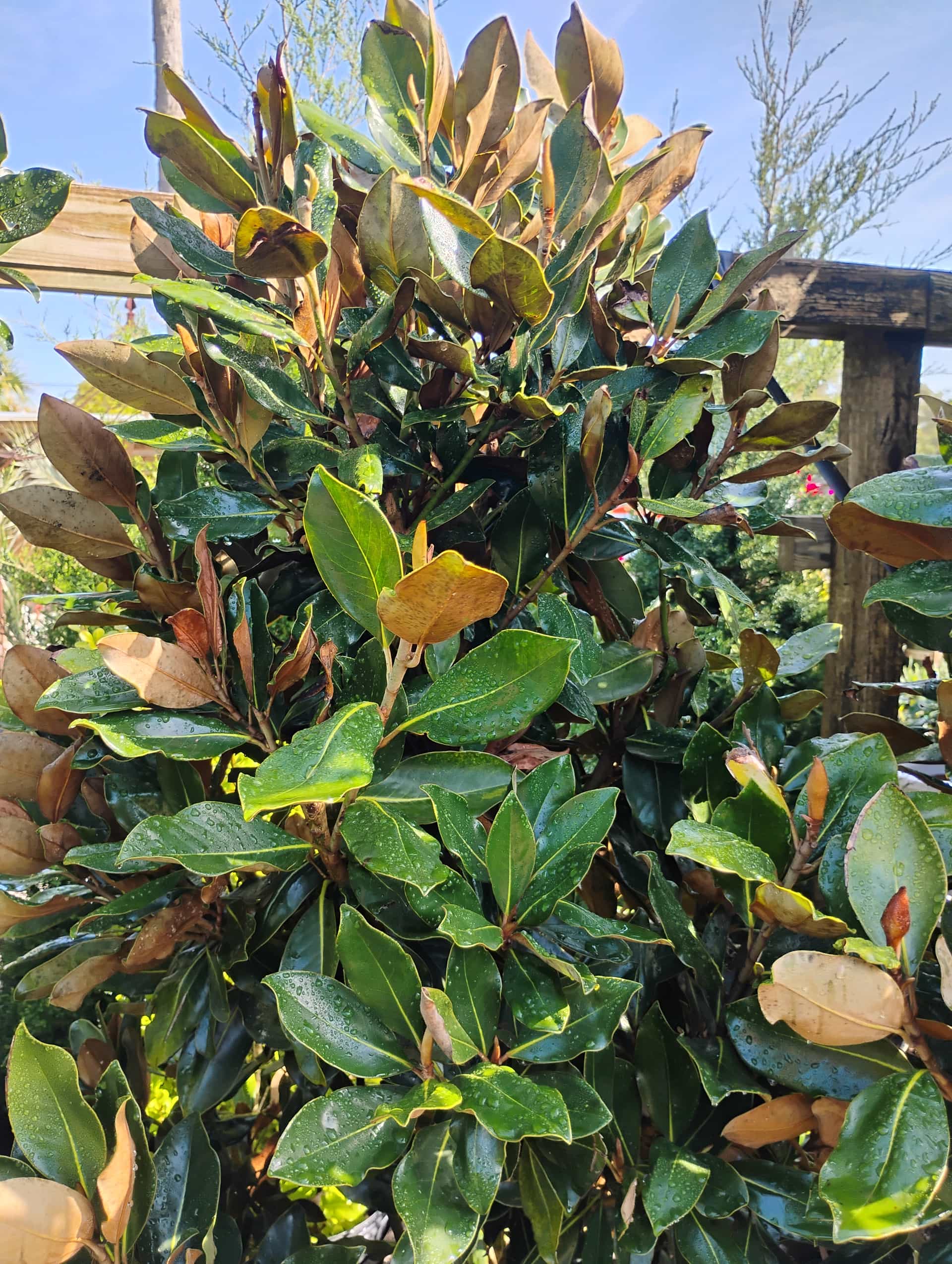 Southern Magnolia (Magnolia grandiflora), Tree