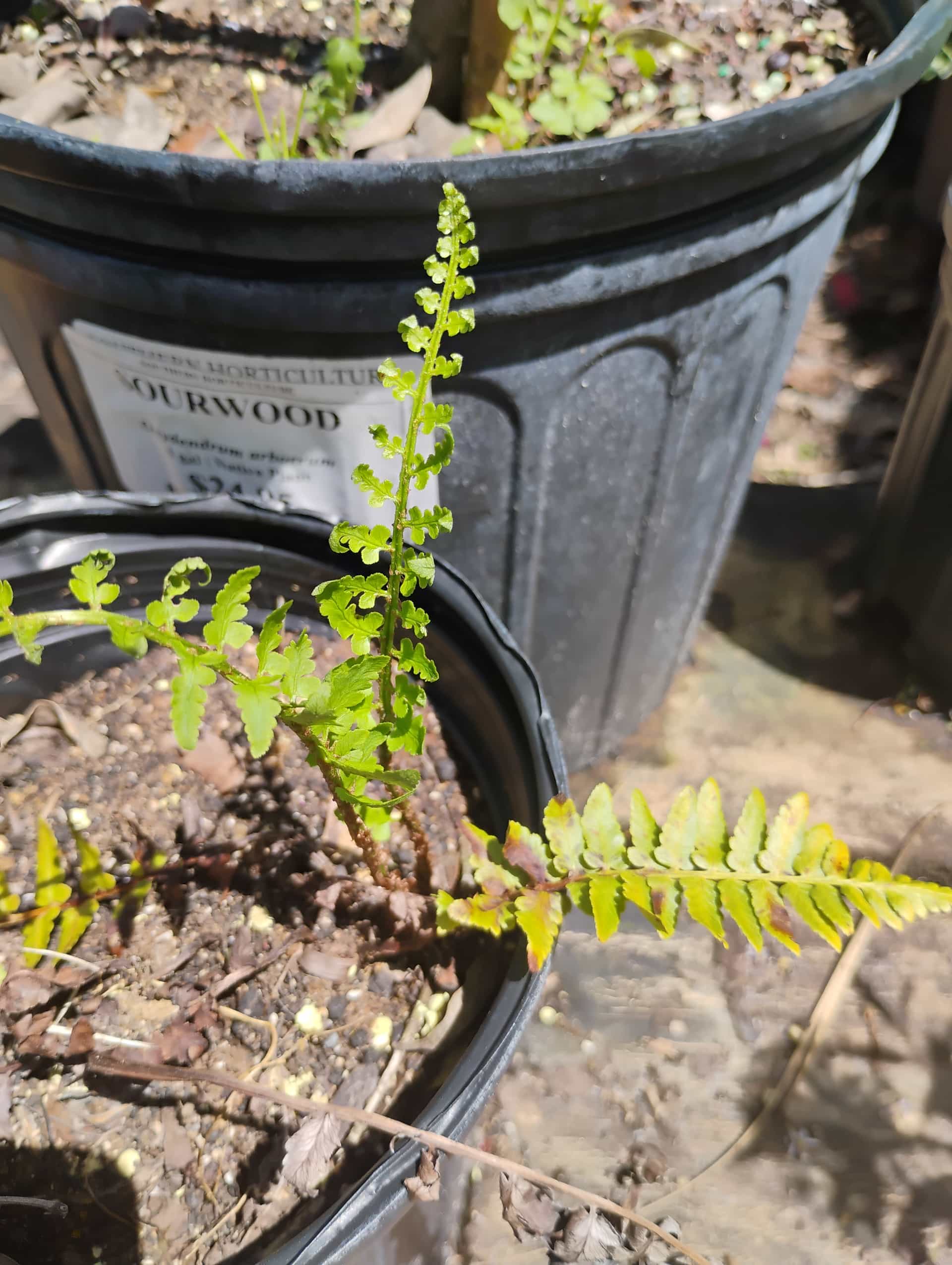 Southern Wood Fern (Dryopteris ludoviciana), Fern