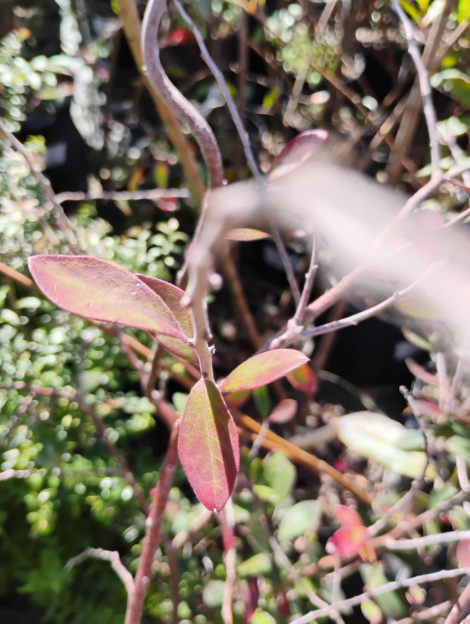 Sparkleberry (Vaccinium arboreum), Shrub