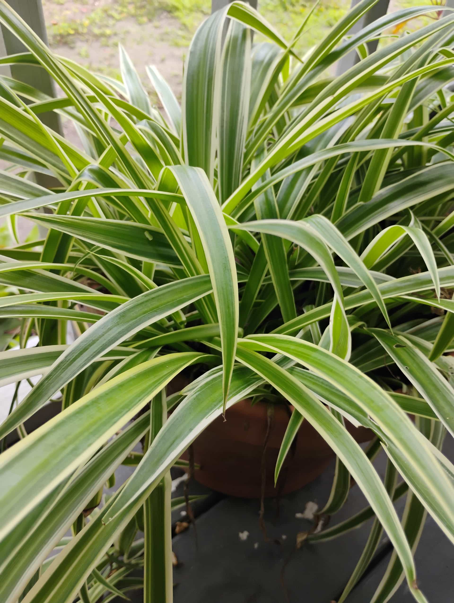 Spider Plant (Chlorophytum comosum), Houseplant