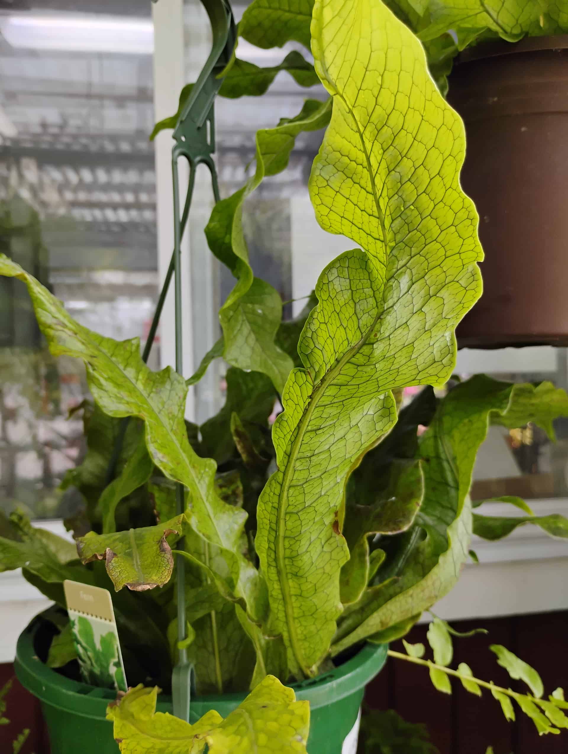 Crocodile Fern (Microsorum musifolium), Fern