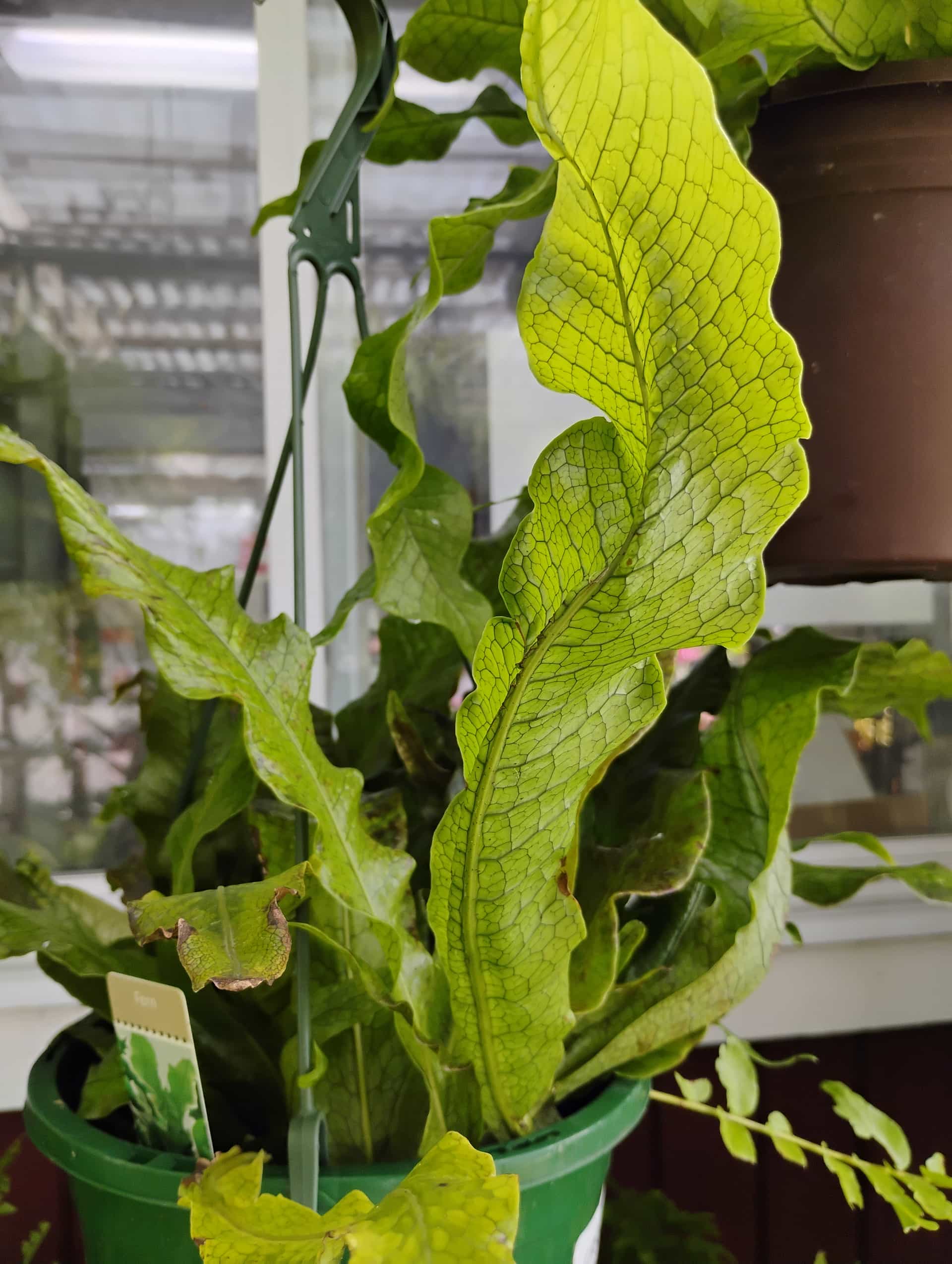 Crocodile Fern (Microsorum musifolium), Fern