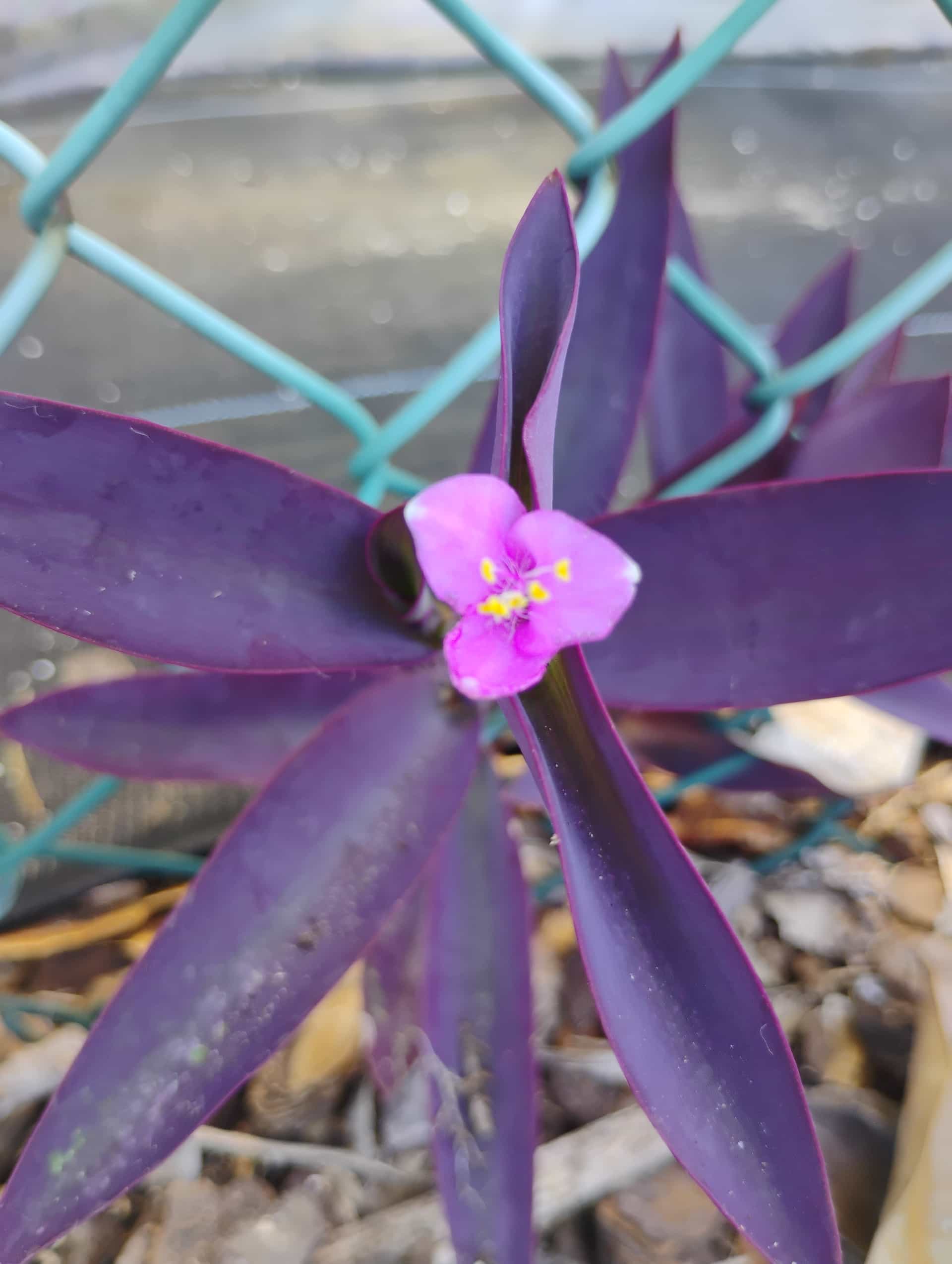 Spiderwort (Tradescantia), Perennial