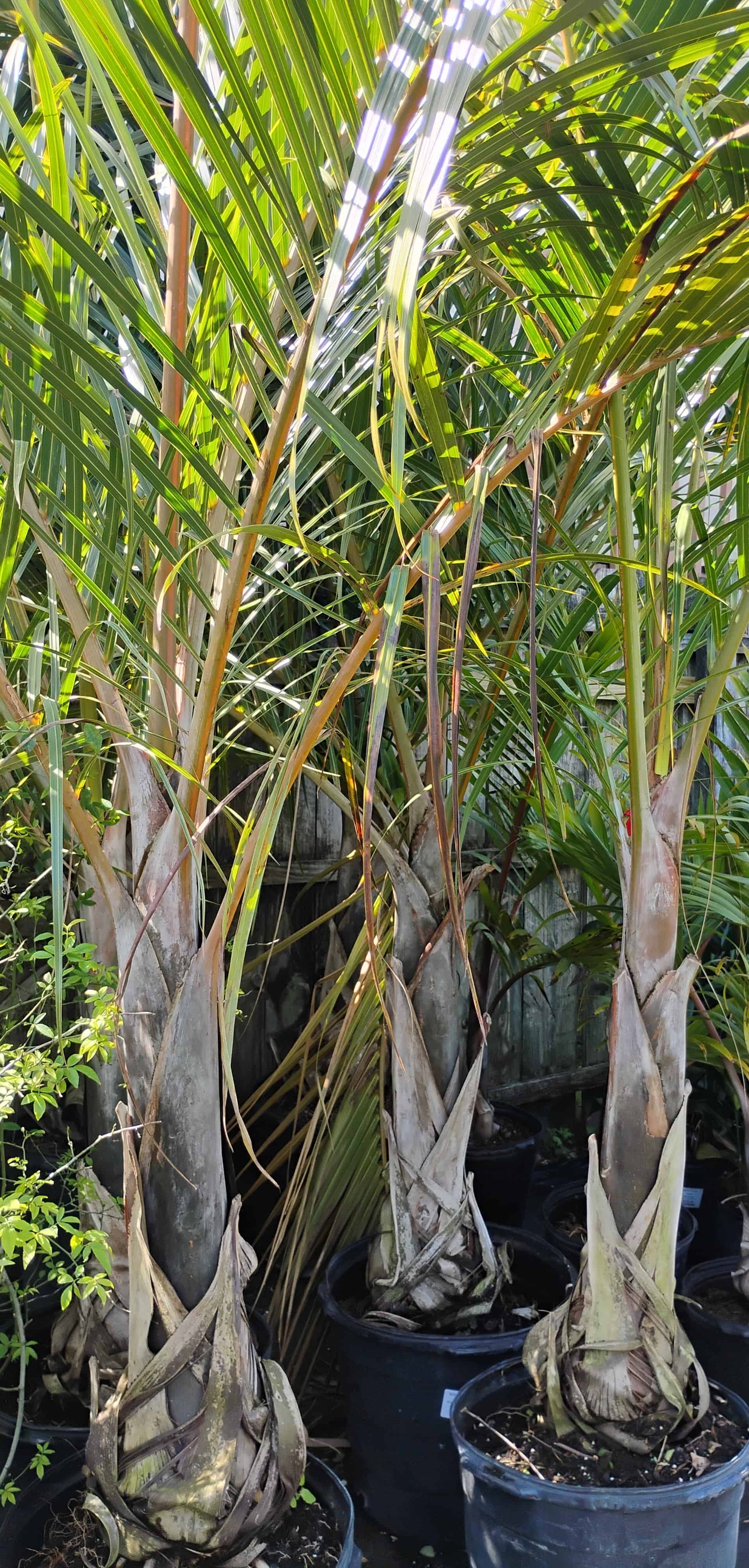 Spindle Palm (Hyophorbe verschaffeltii), Palm