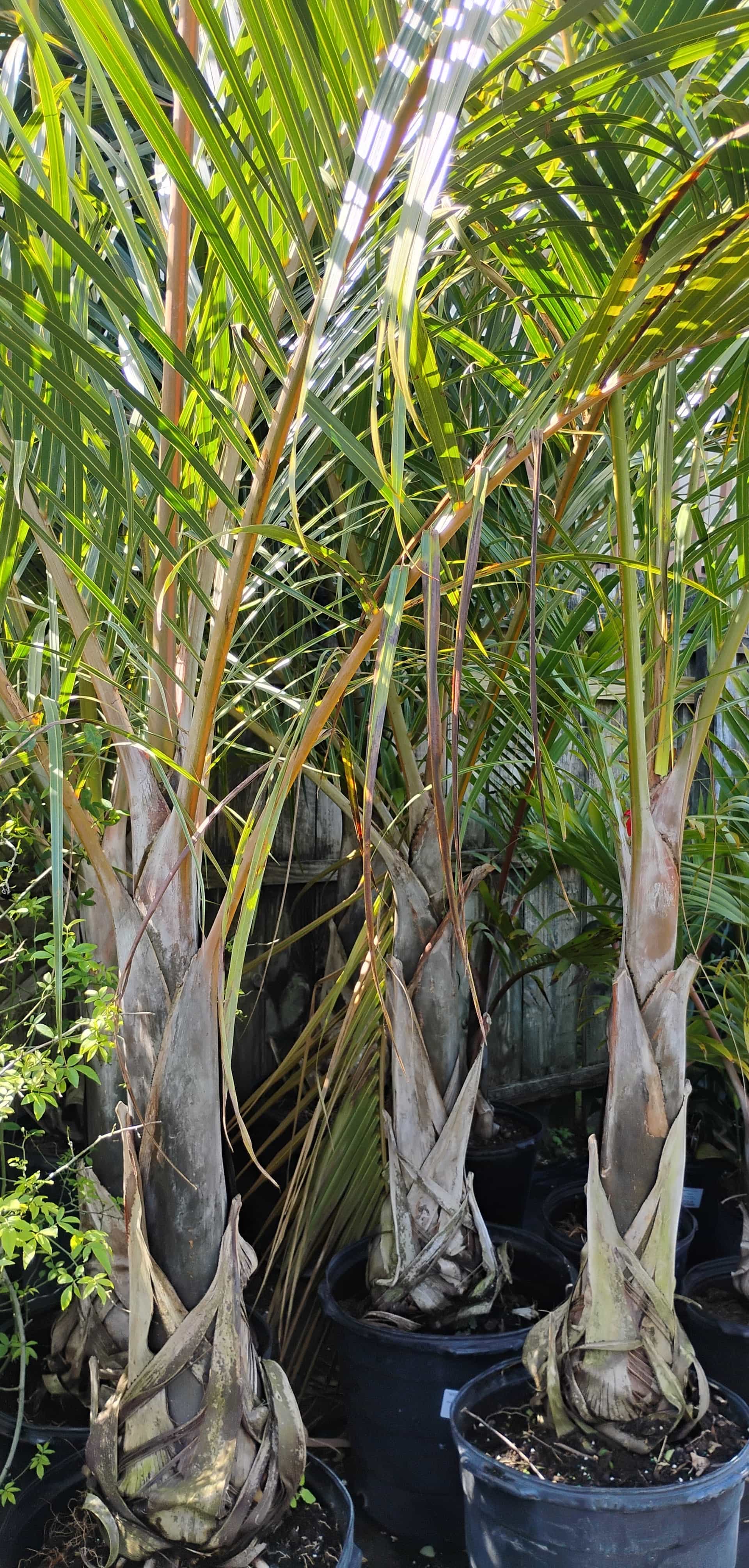 Spindle Palm (Hyophorbe verschaffeltii), Palm