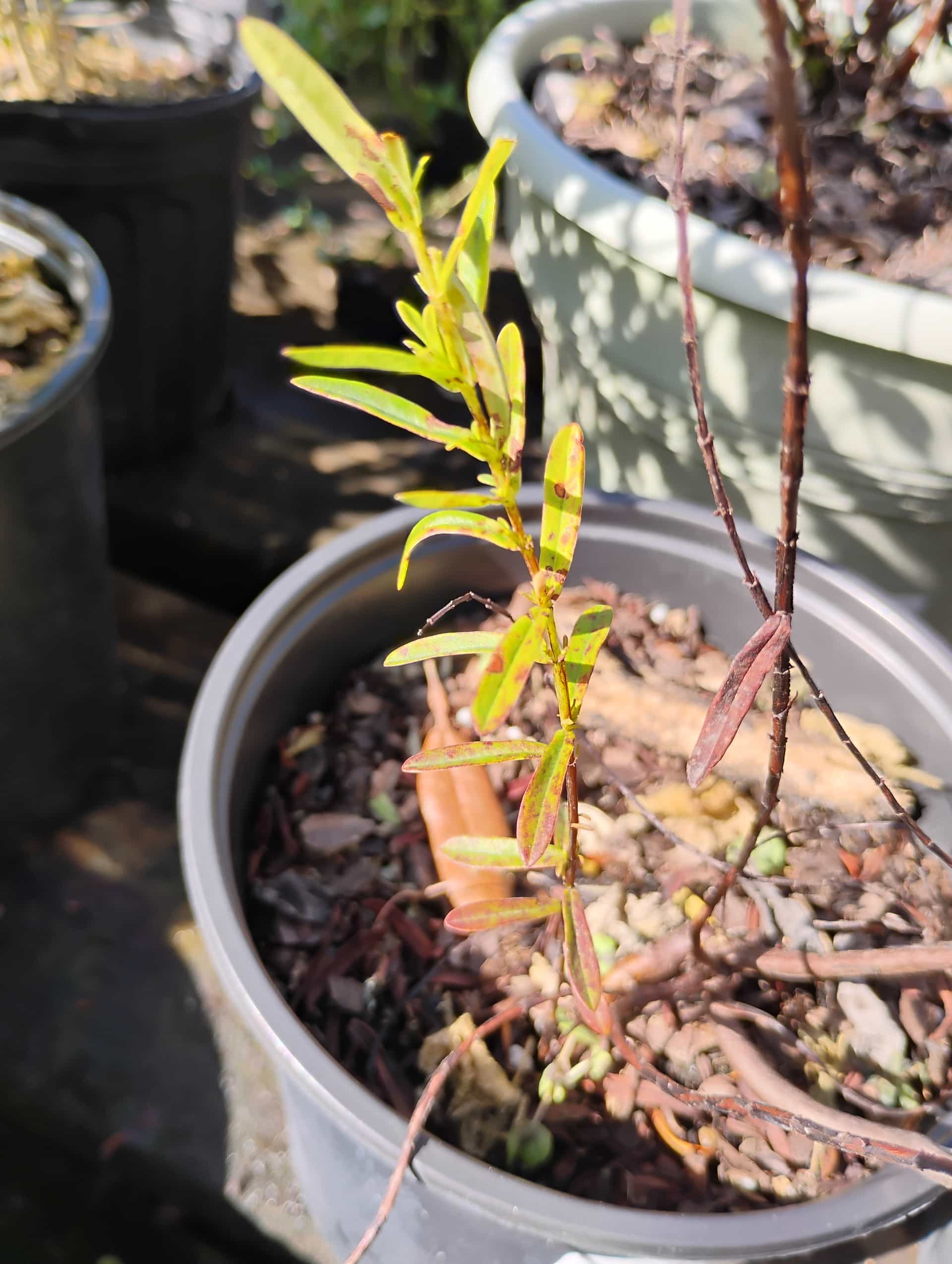 St. John's Wort (Hypericum), Shrub