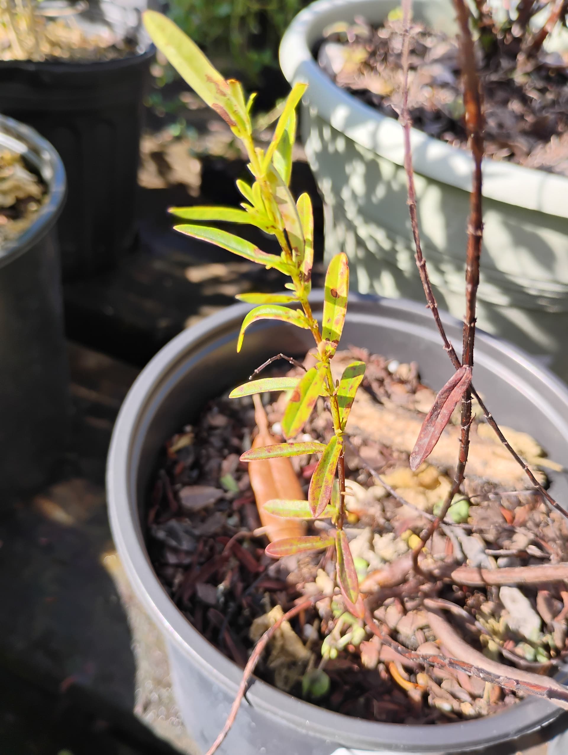 St. John's Wort