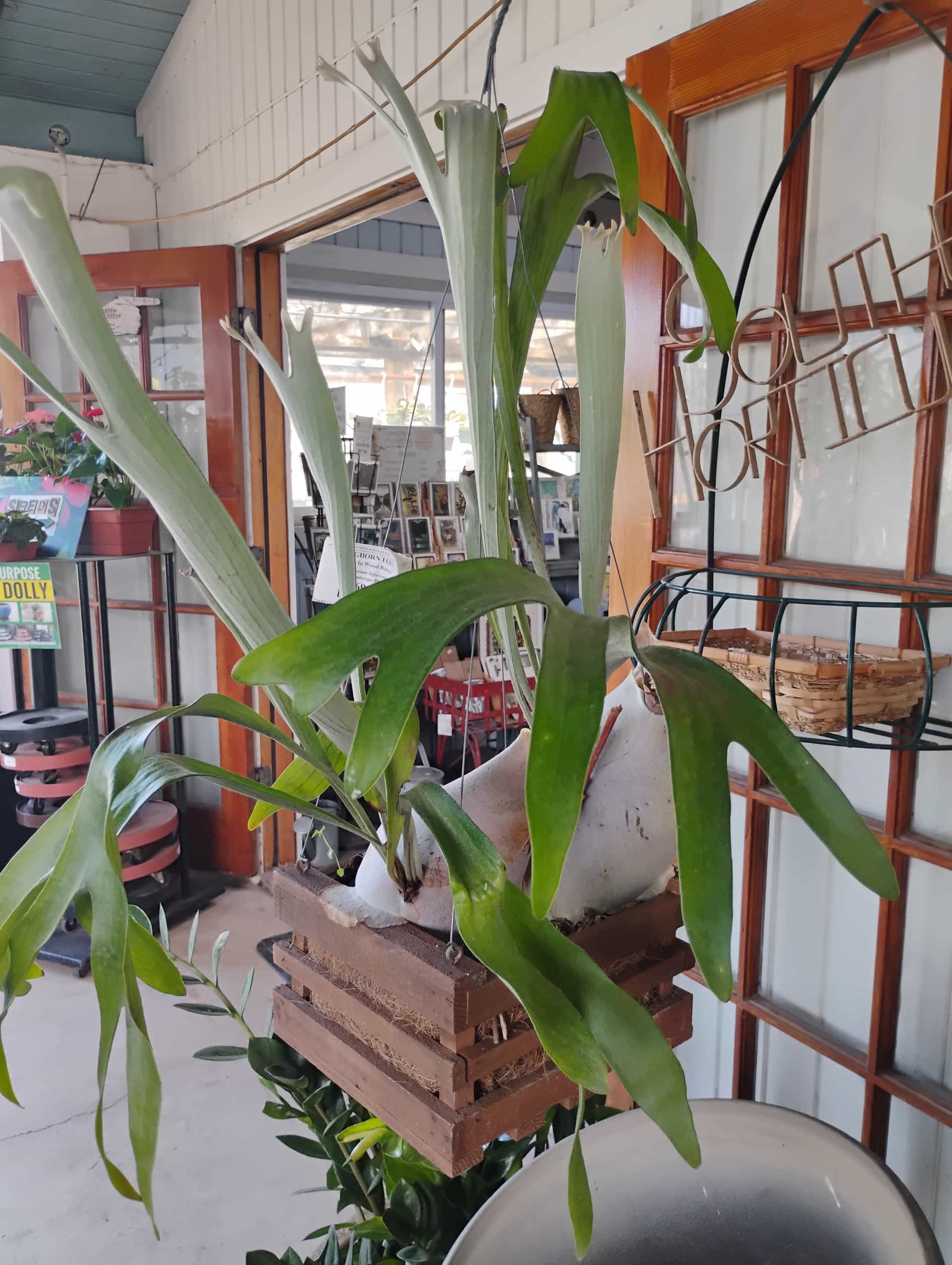 Staghorn Fern (Platycerium bifurcatum), Fern